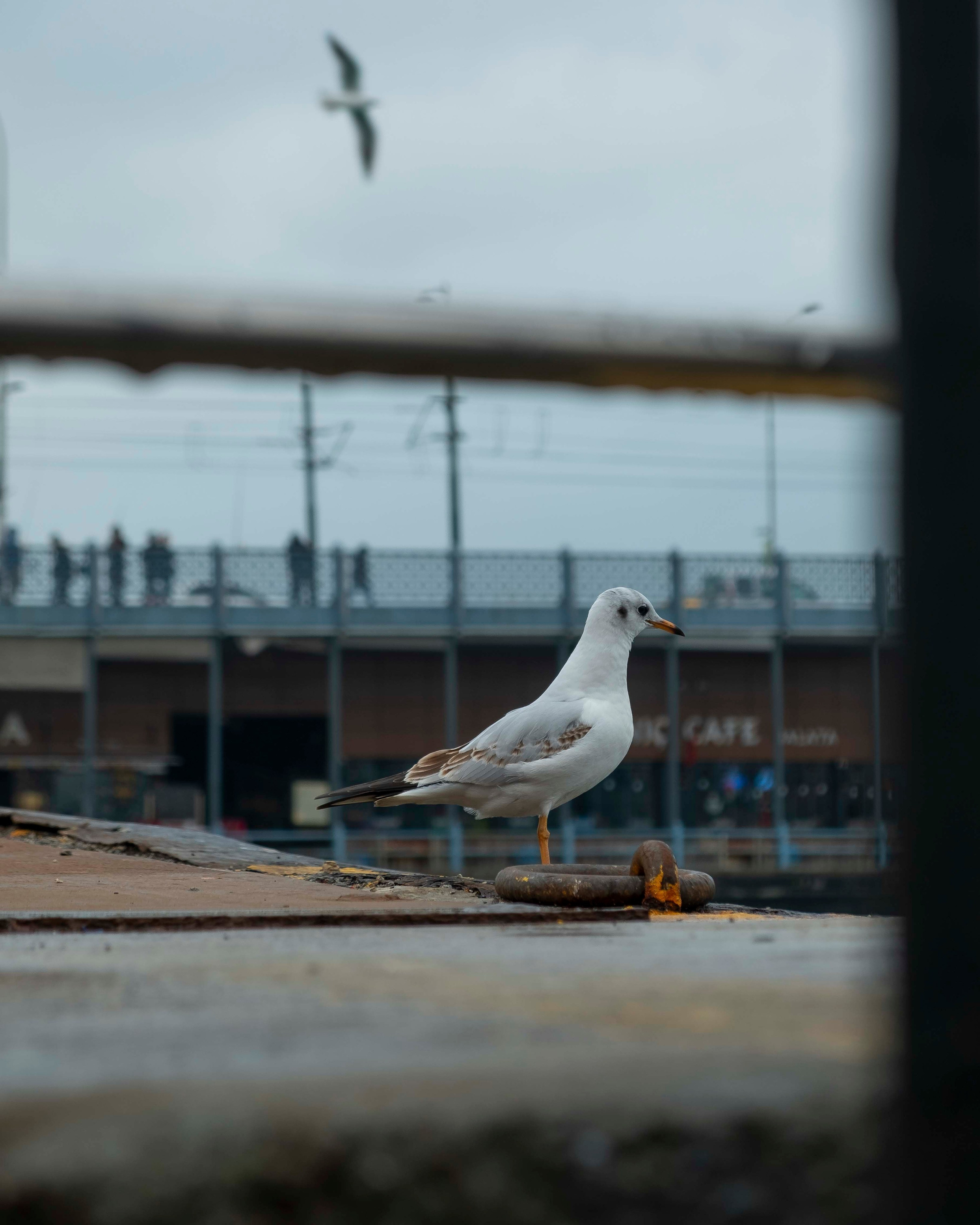 Фото. Брахим — фотограф