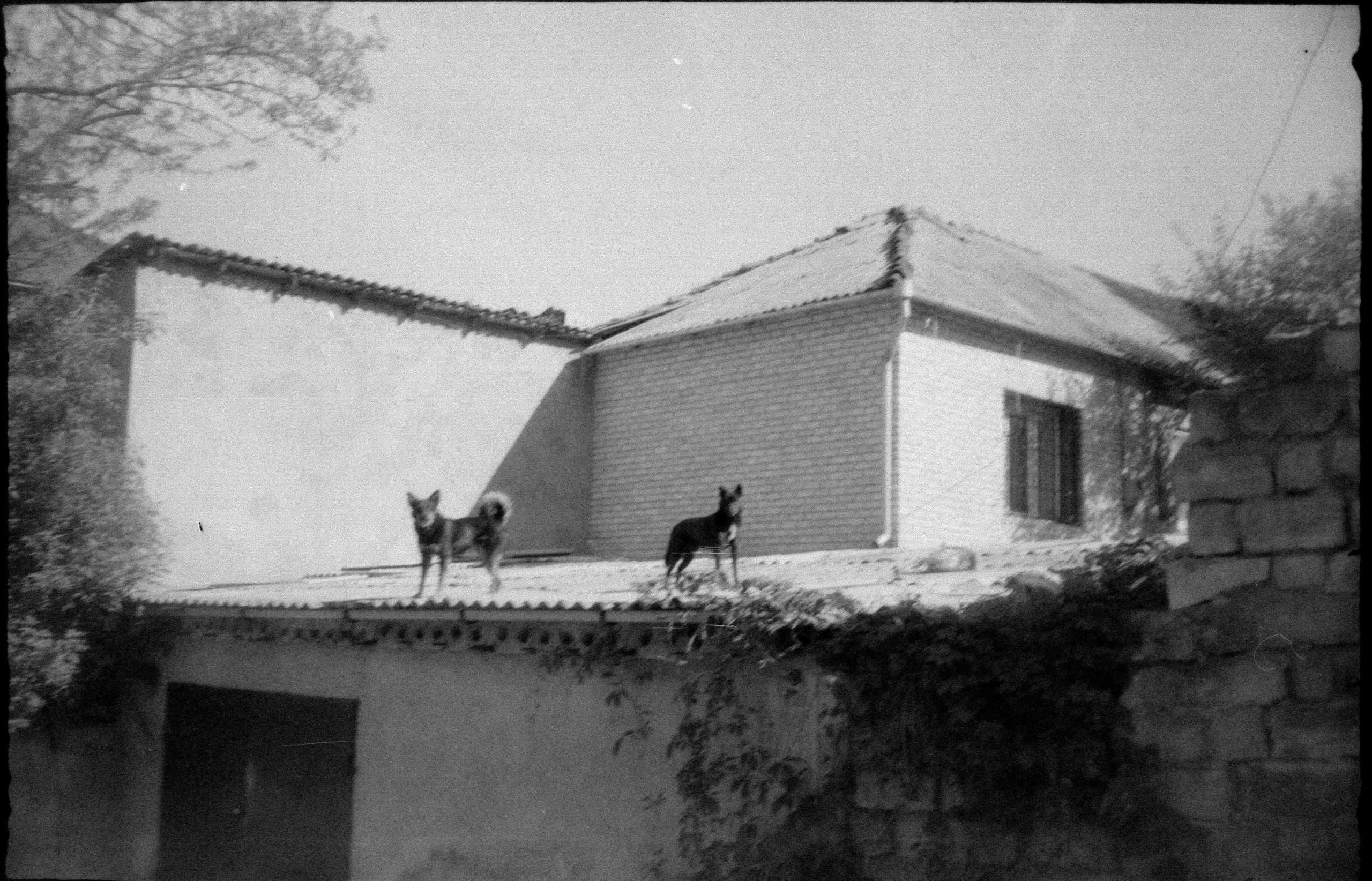 Garden of stones. Natalia Parfenova visual artist film photographer