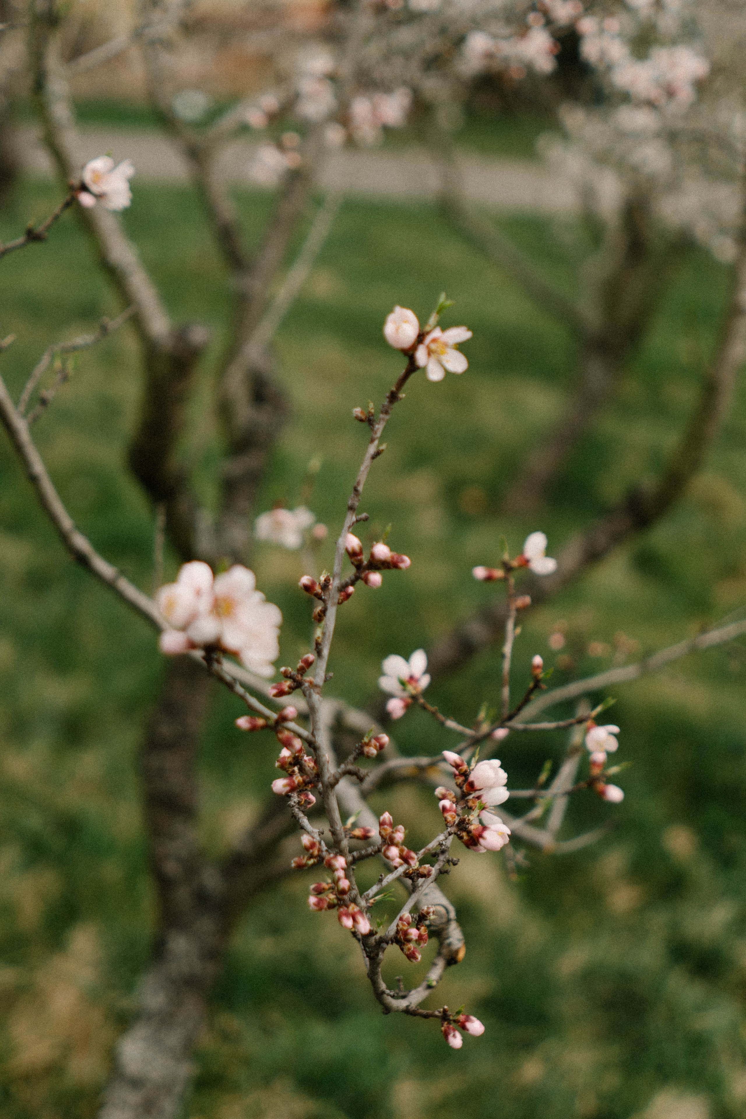 Nature. Фотограф в Праге Анна Лебедева