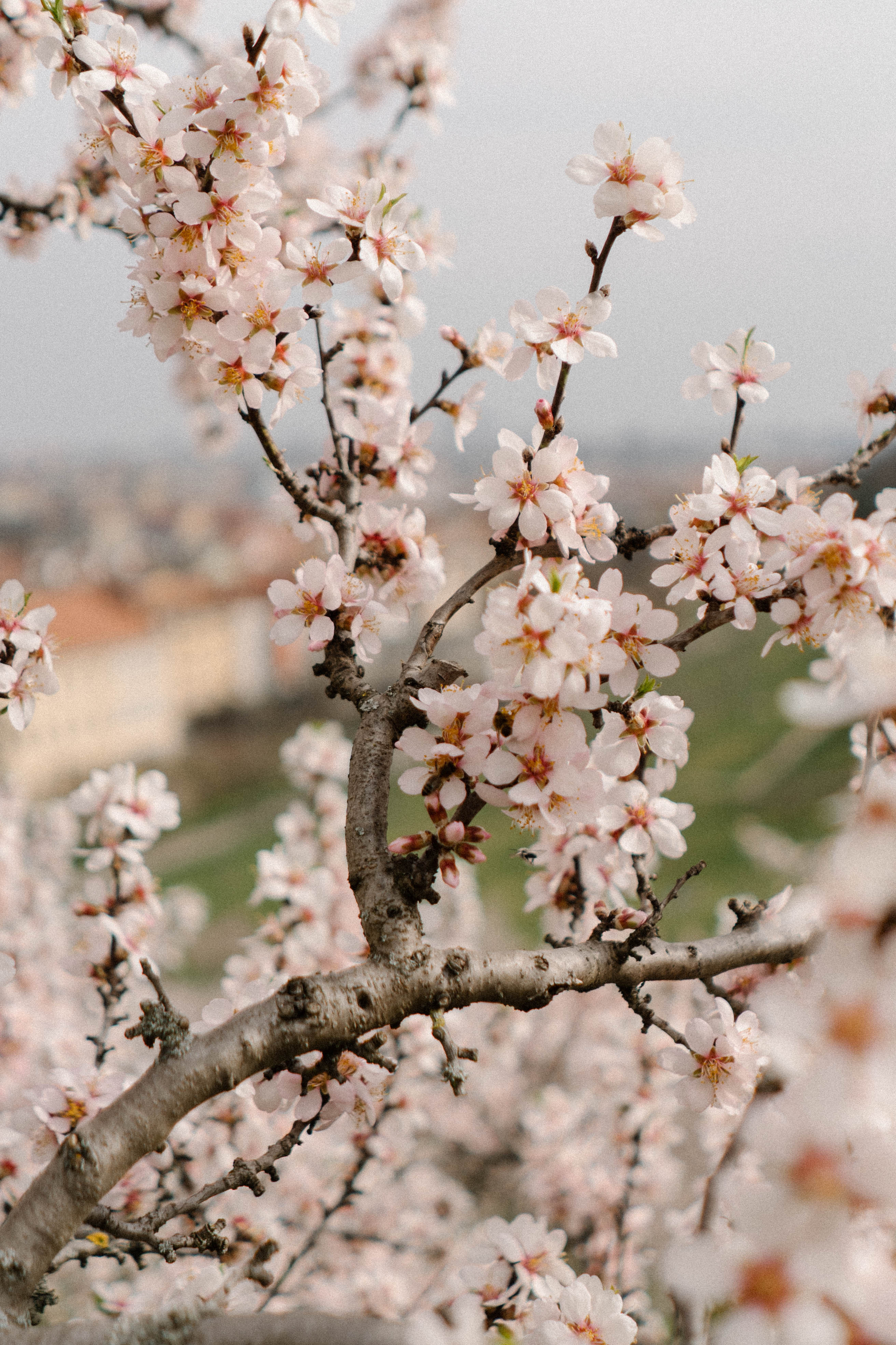 Nature. Фотограф в Праге Анна Лебедева
