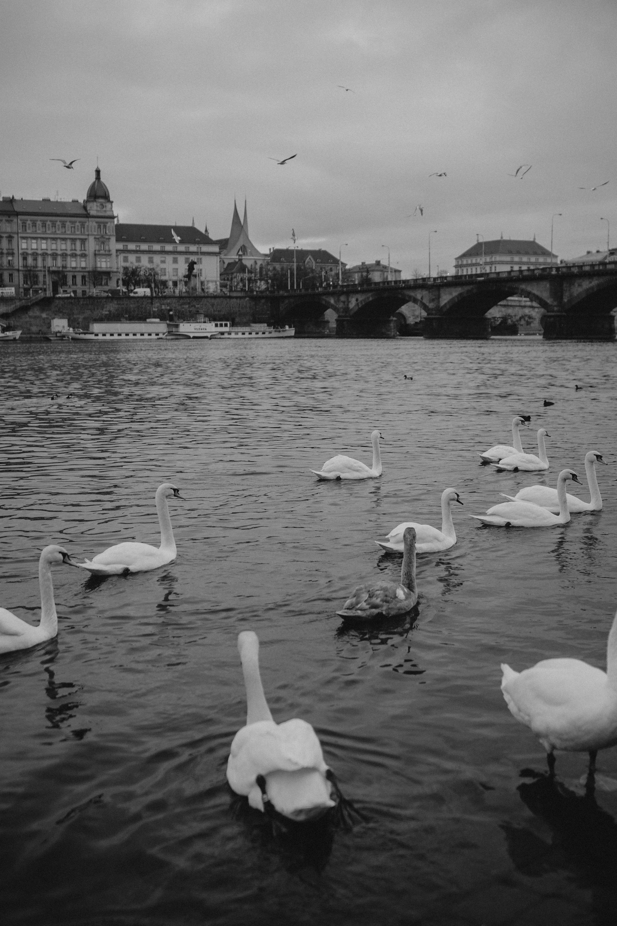 River, coat and birds. Фотограф в Праге Анна Лебедева