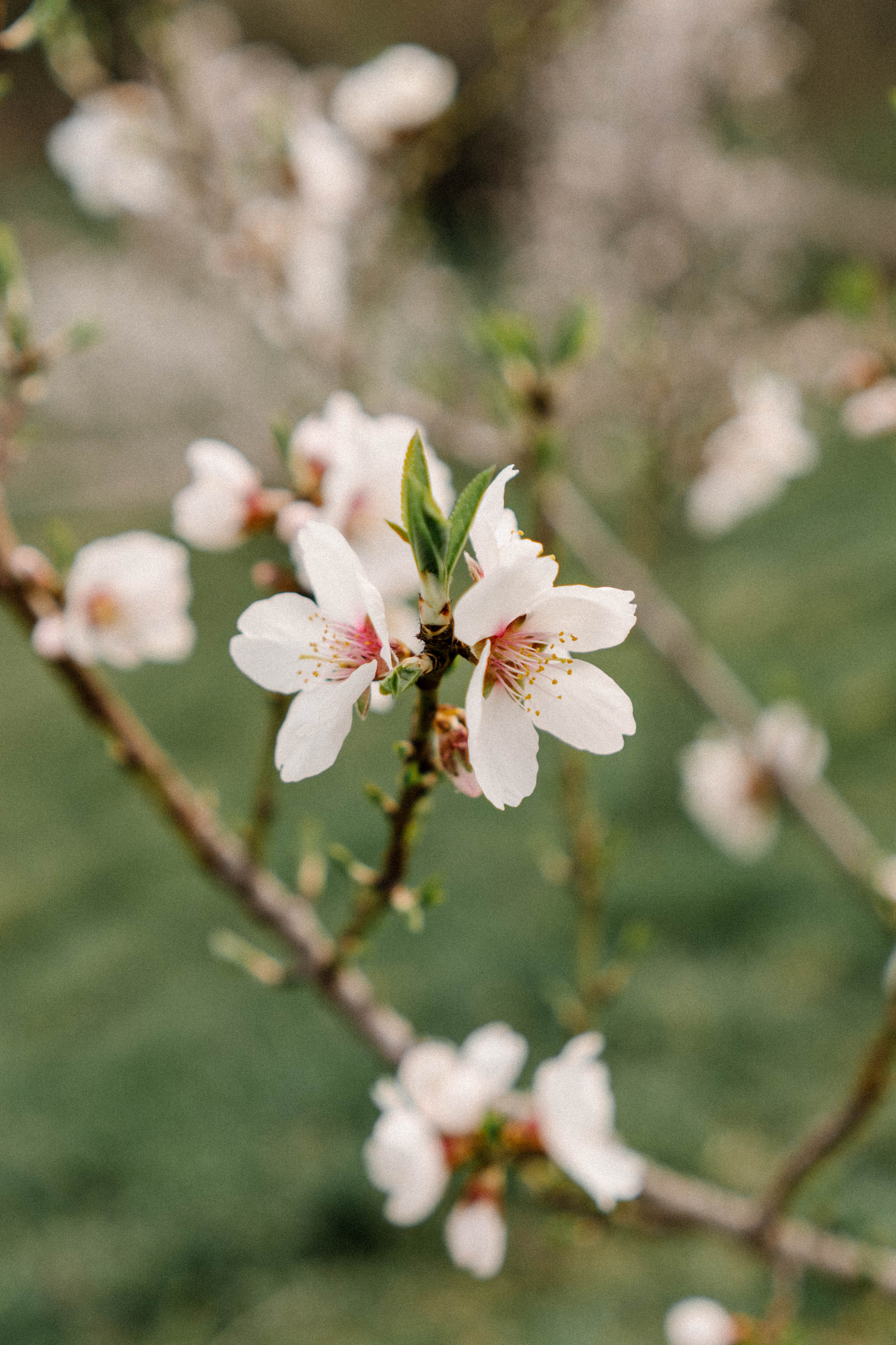 Nature. Фотограф в Праге Анна Лебедева