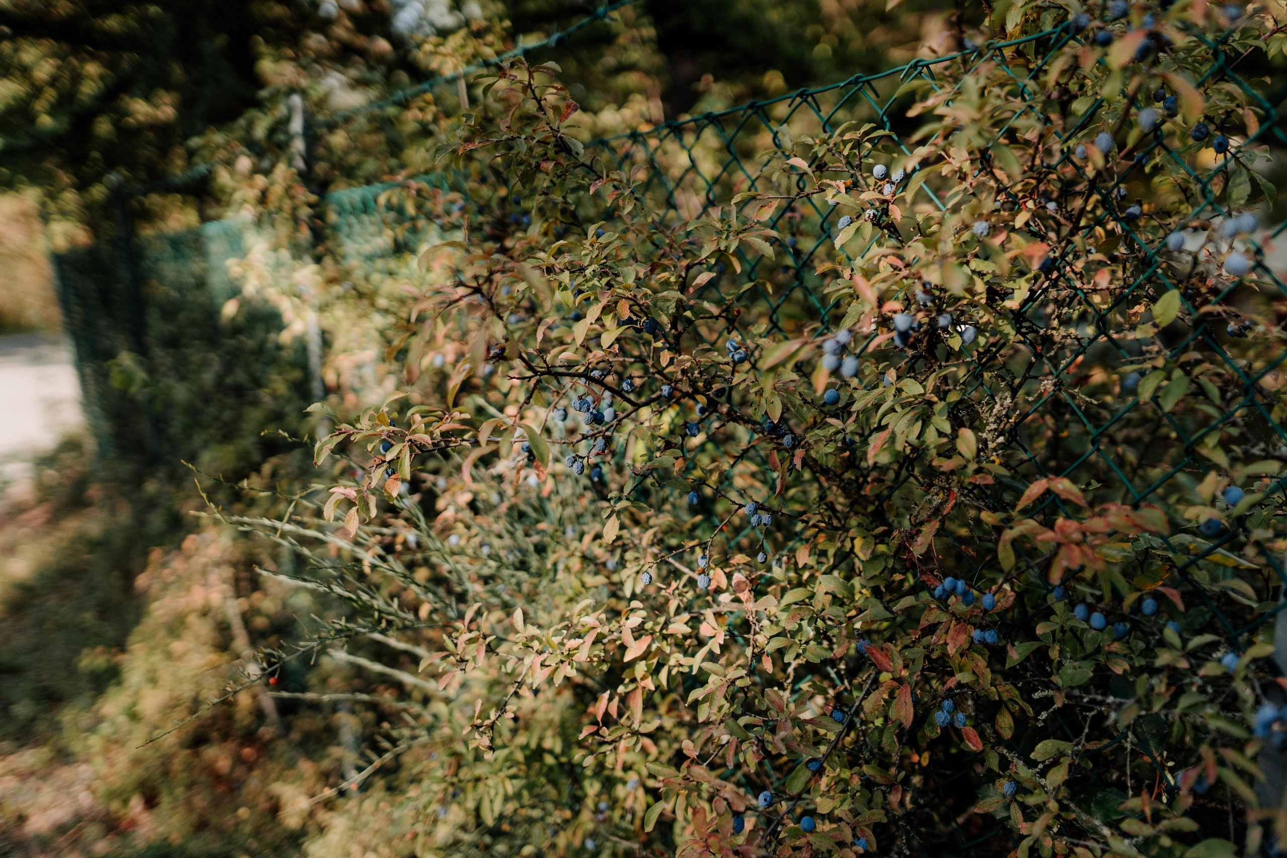 Monterenzio. Country life. Фотограф в Праге Анна Лебедева