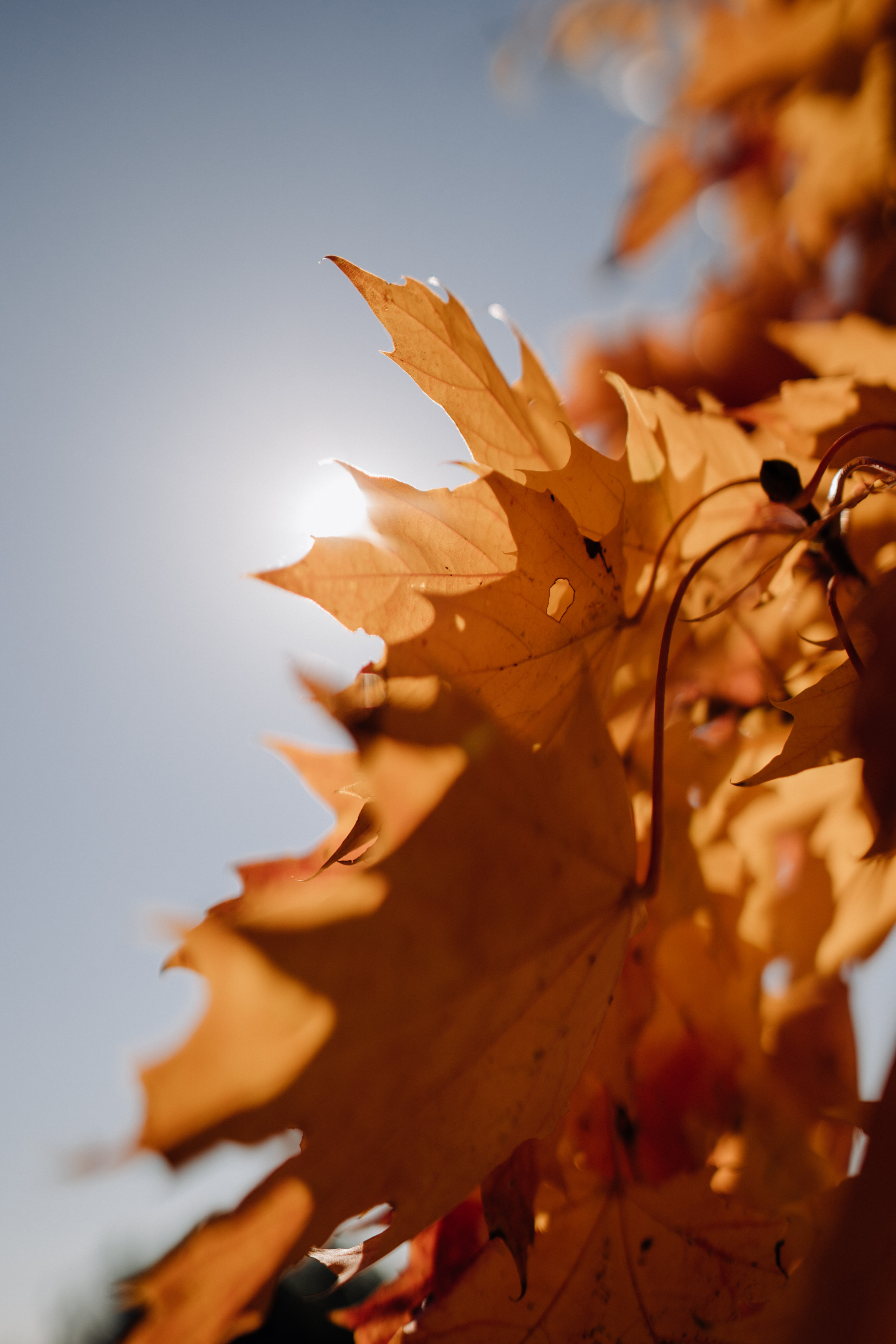 Nature. Фотограф в Праге Анна Лебедева