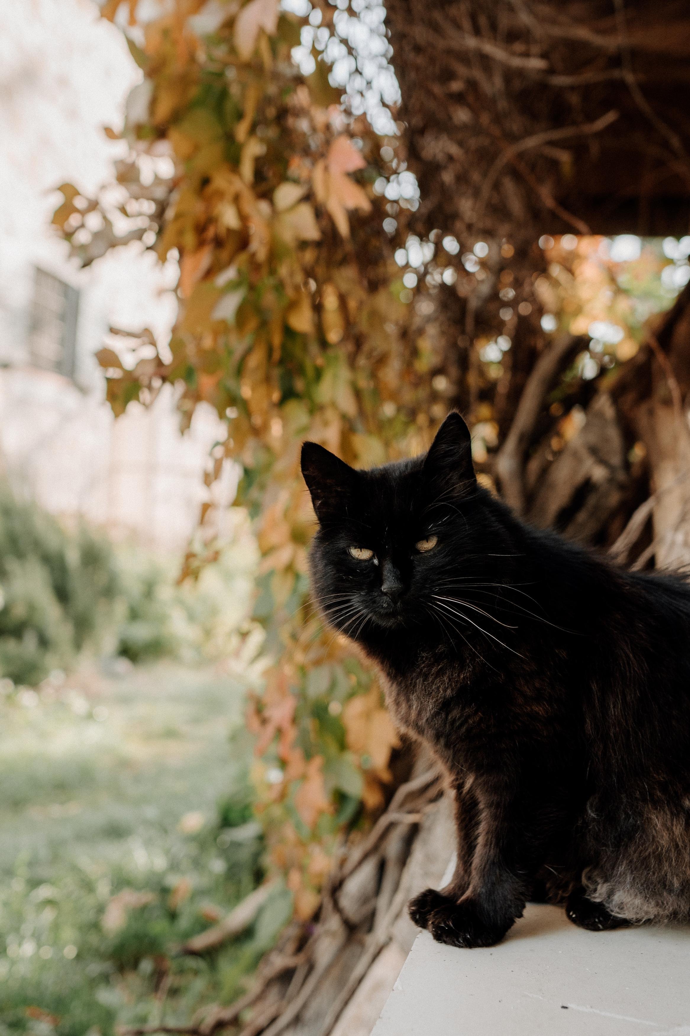 Monterenzio. Country life. Фотограф в Праге Анна Лебедева