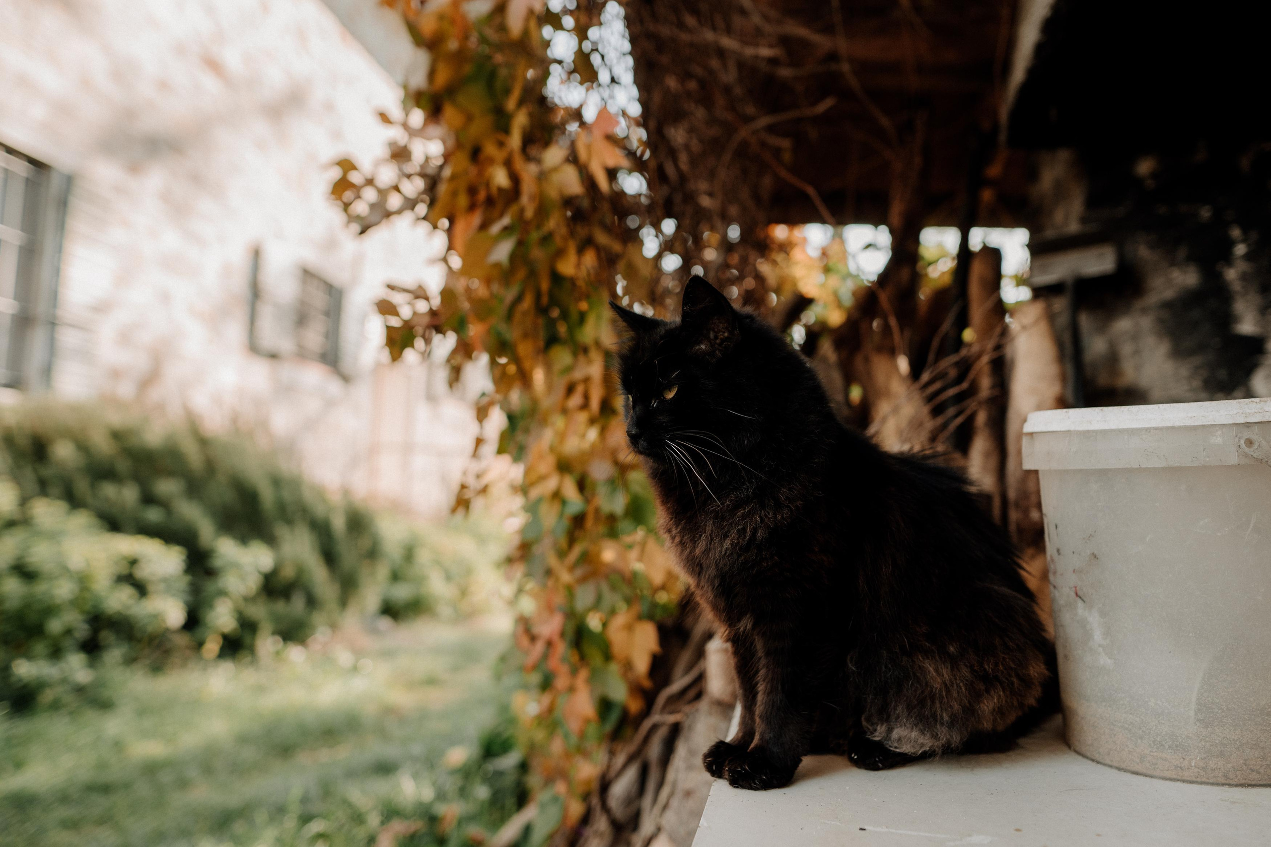 Monterenzio. Country life. Фотограф в Праге Анна Лебедева