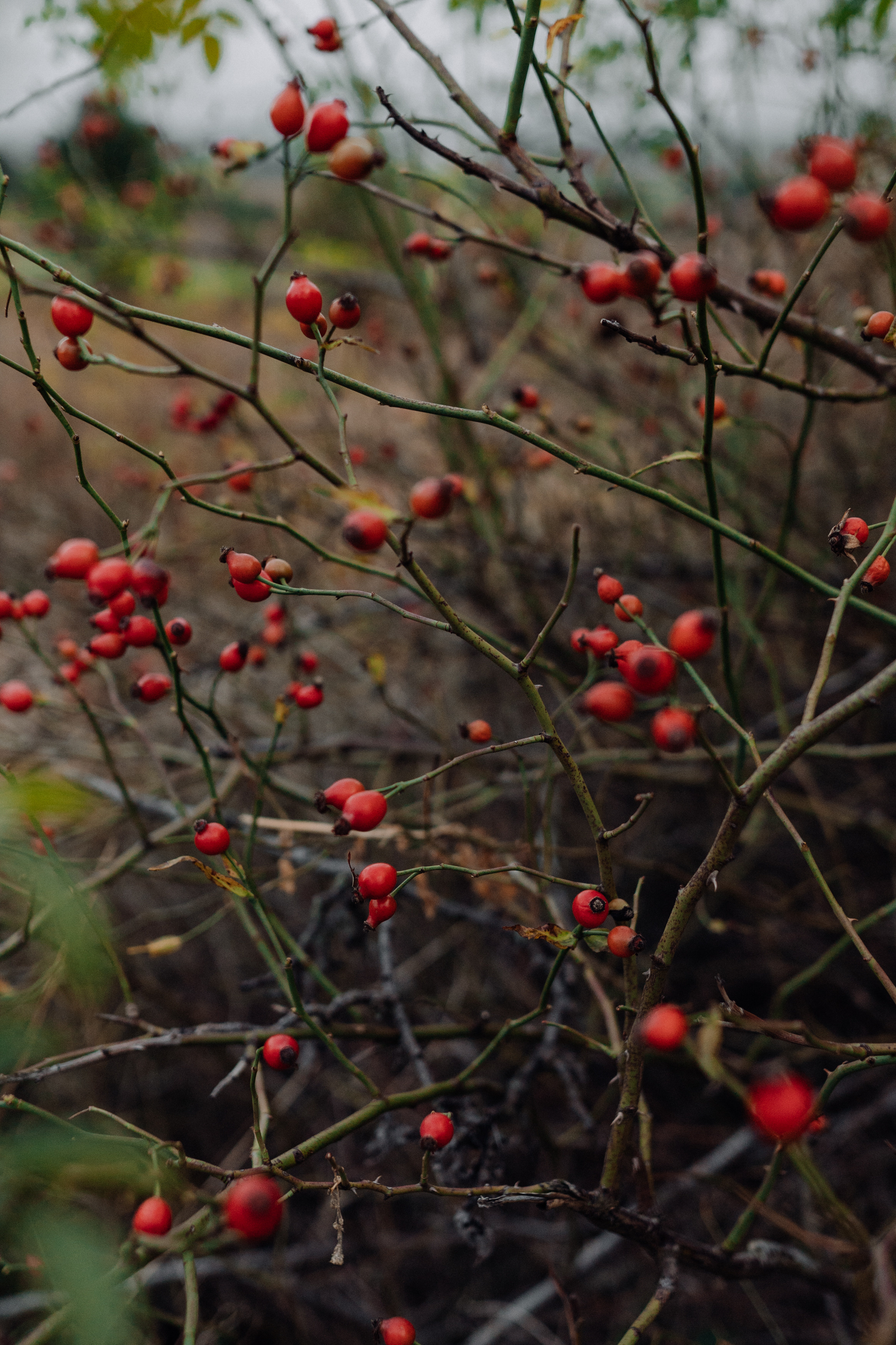 Nature. Фотограф в Праге Анна Лебедева
