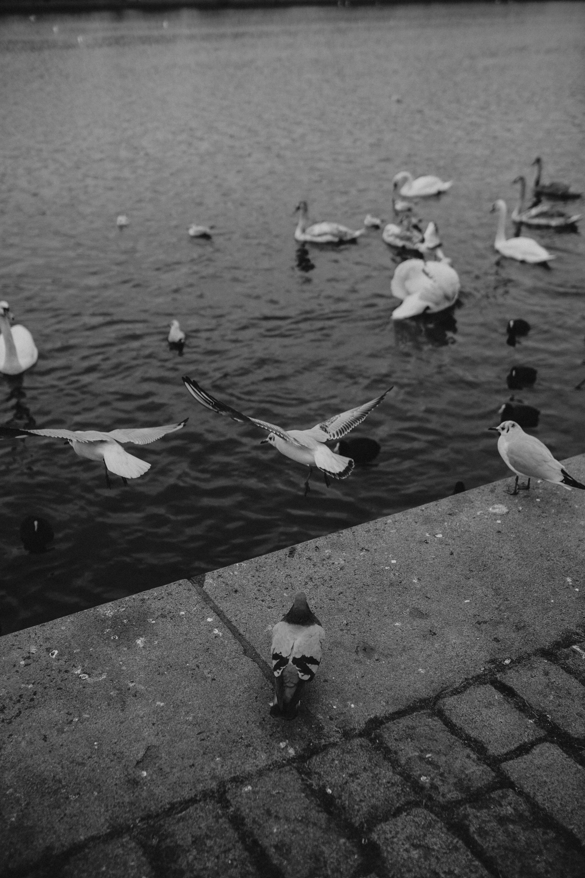 River, coat and birds. Фотограф в Праге Анна Лебедева