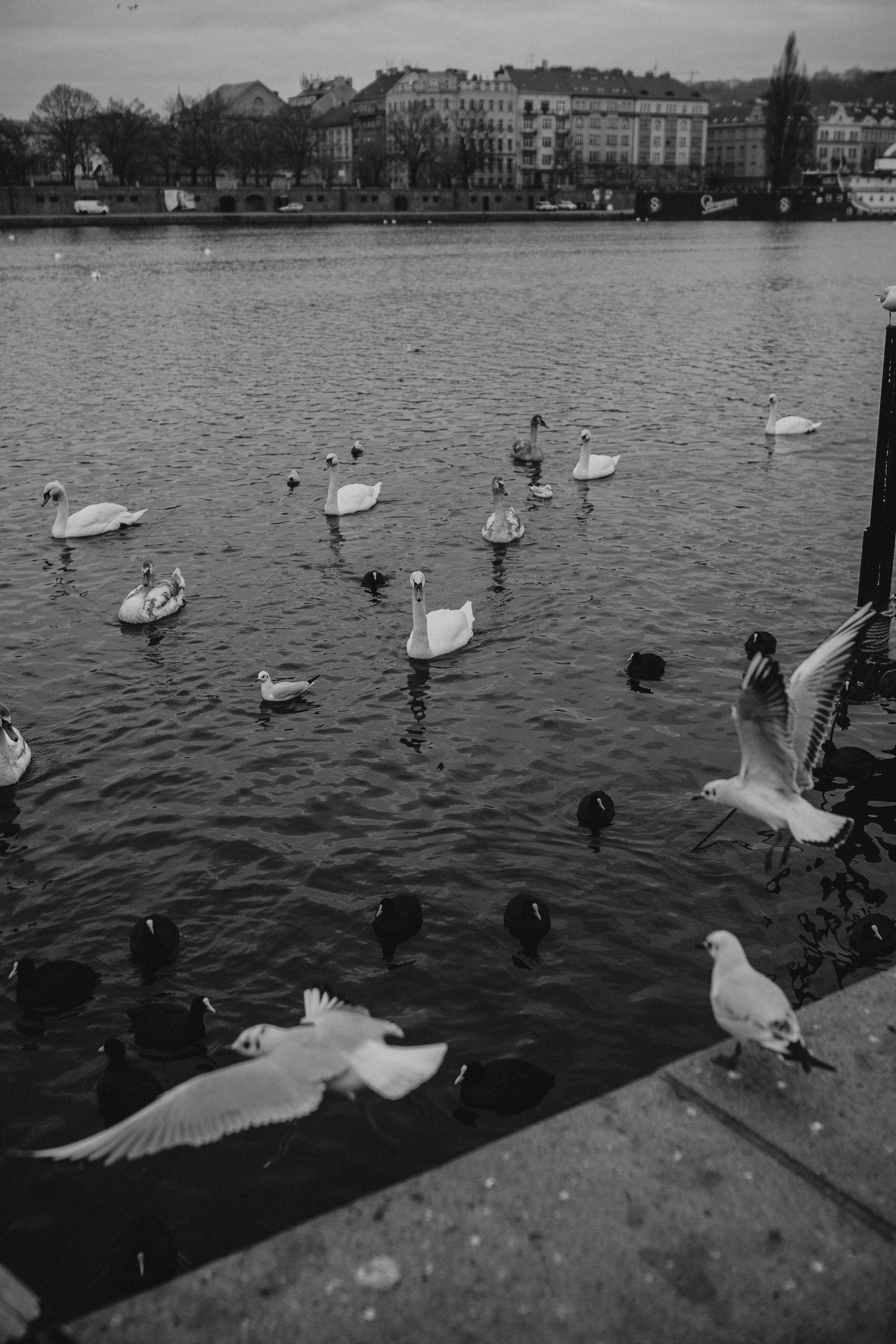 River, coat and birds. Фотограф в Праге Анна Лебедева