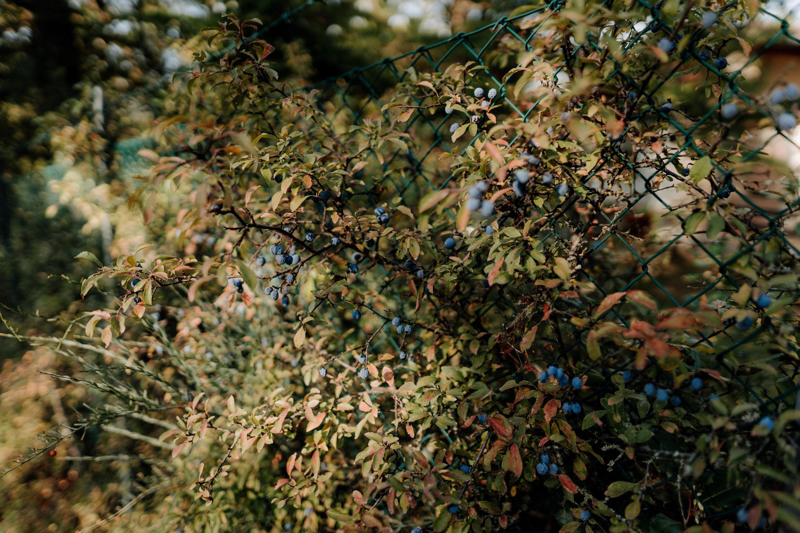 Monterenzio. Country life. Фотограф в Праге Анна Лебедева