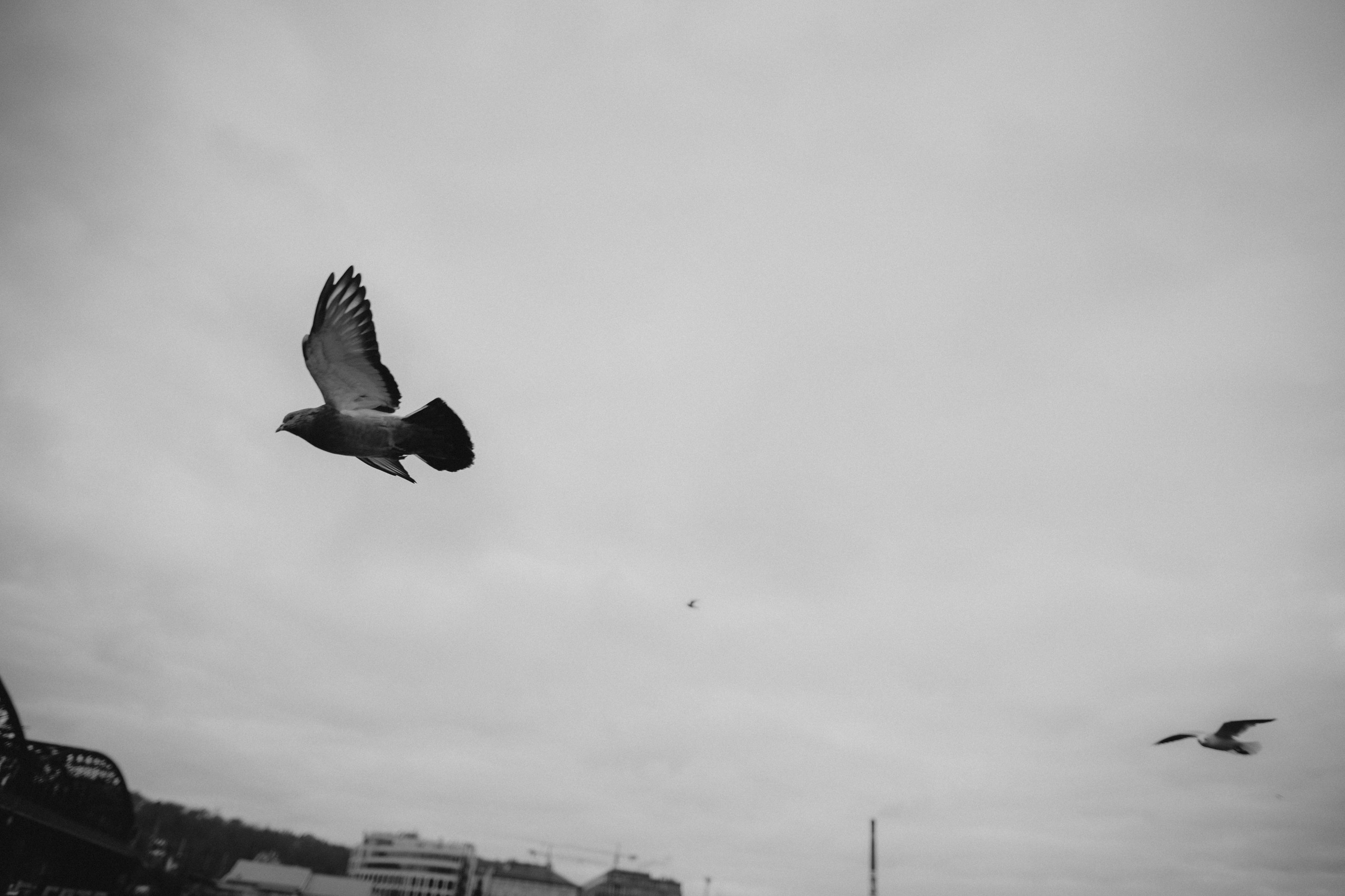 River, coat and birds. Фотограф в Праге Анна Лебедева
