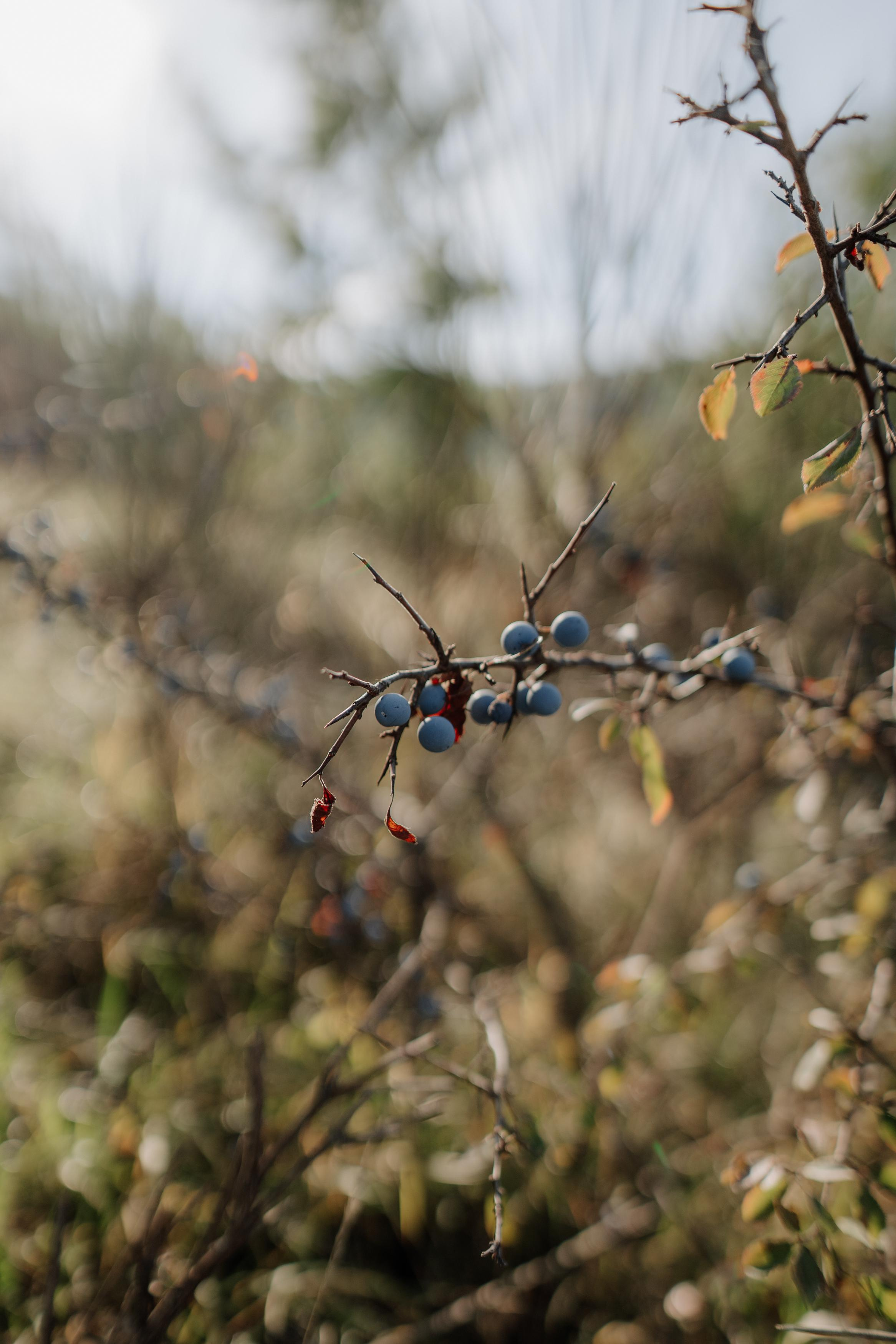 Monterenzio. Country life. Фотограф в Праге Анна Лебедева