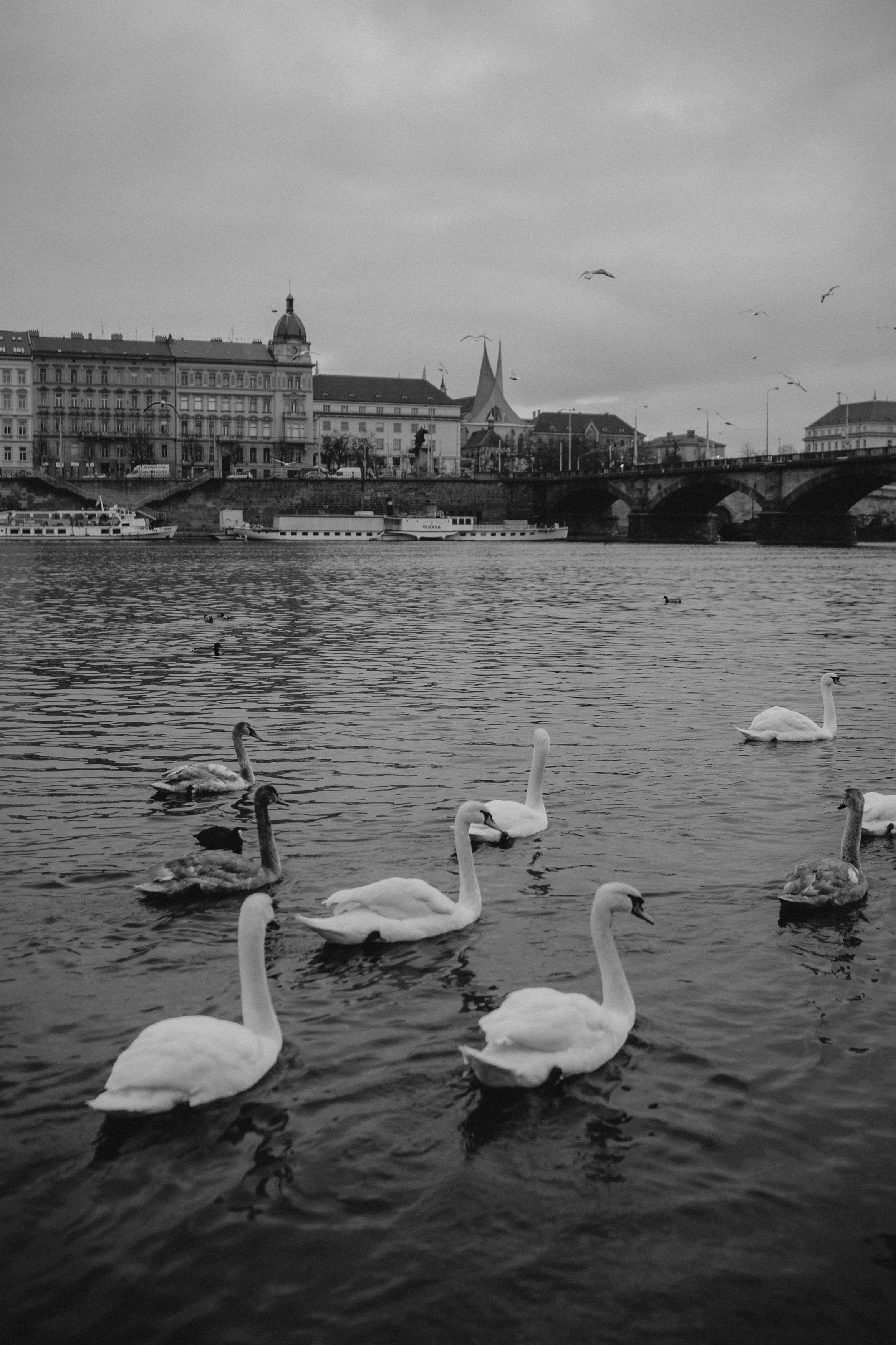 River, coat and birds. Фотограф в Праге Анна Лебедева