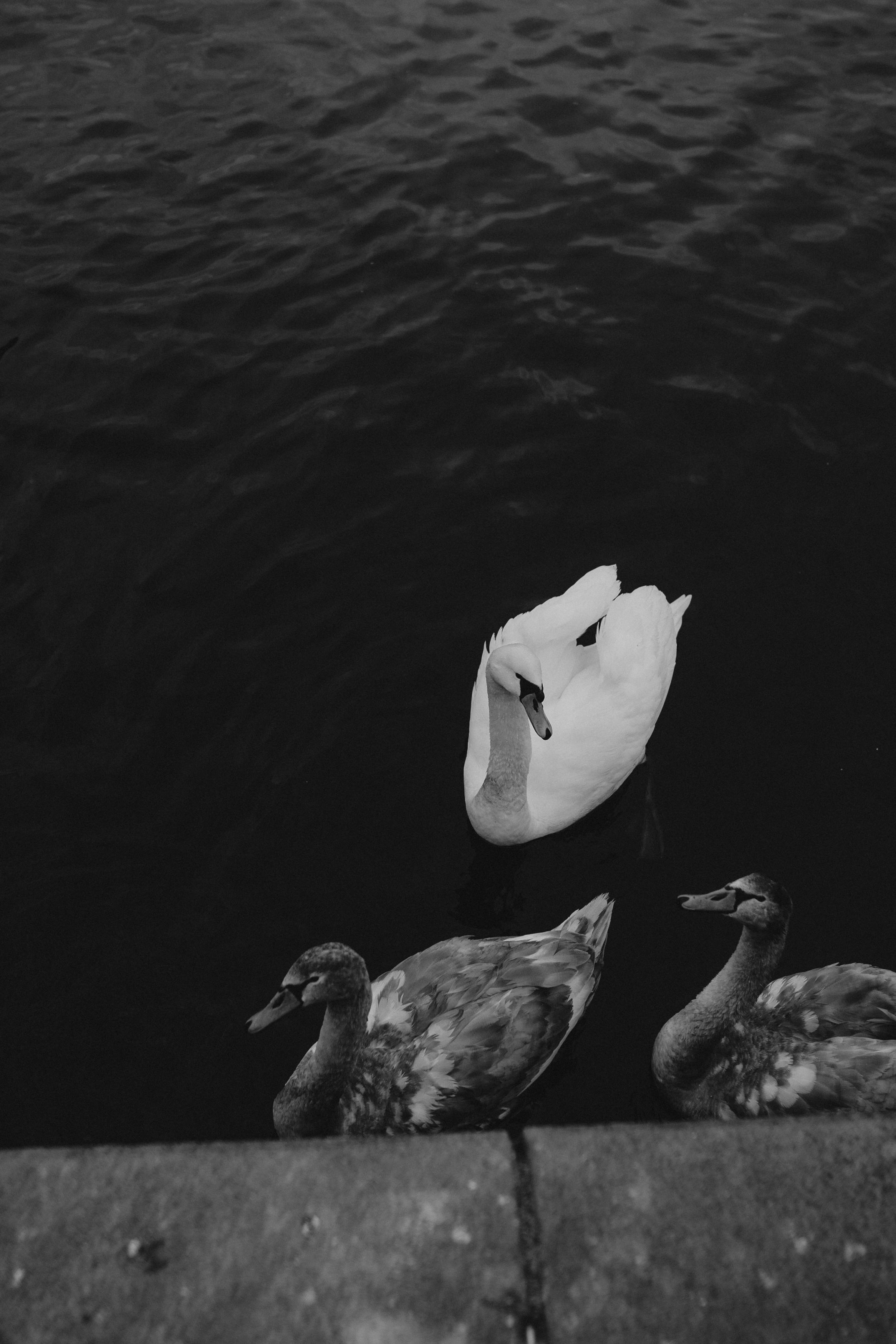 River, coat and birds. Фотограф в Праге Анна Лебедева