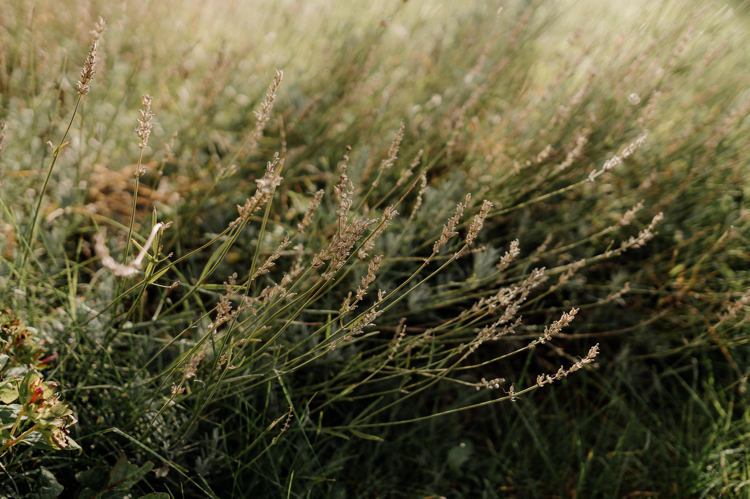 Monterenzio. Country life. Фотограф в Праге Анна Лебедева