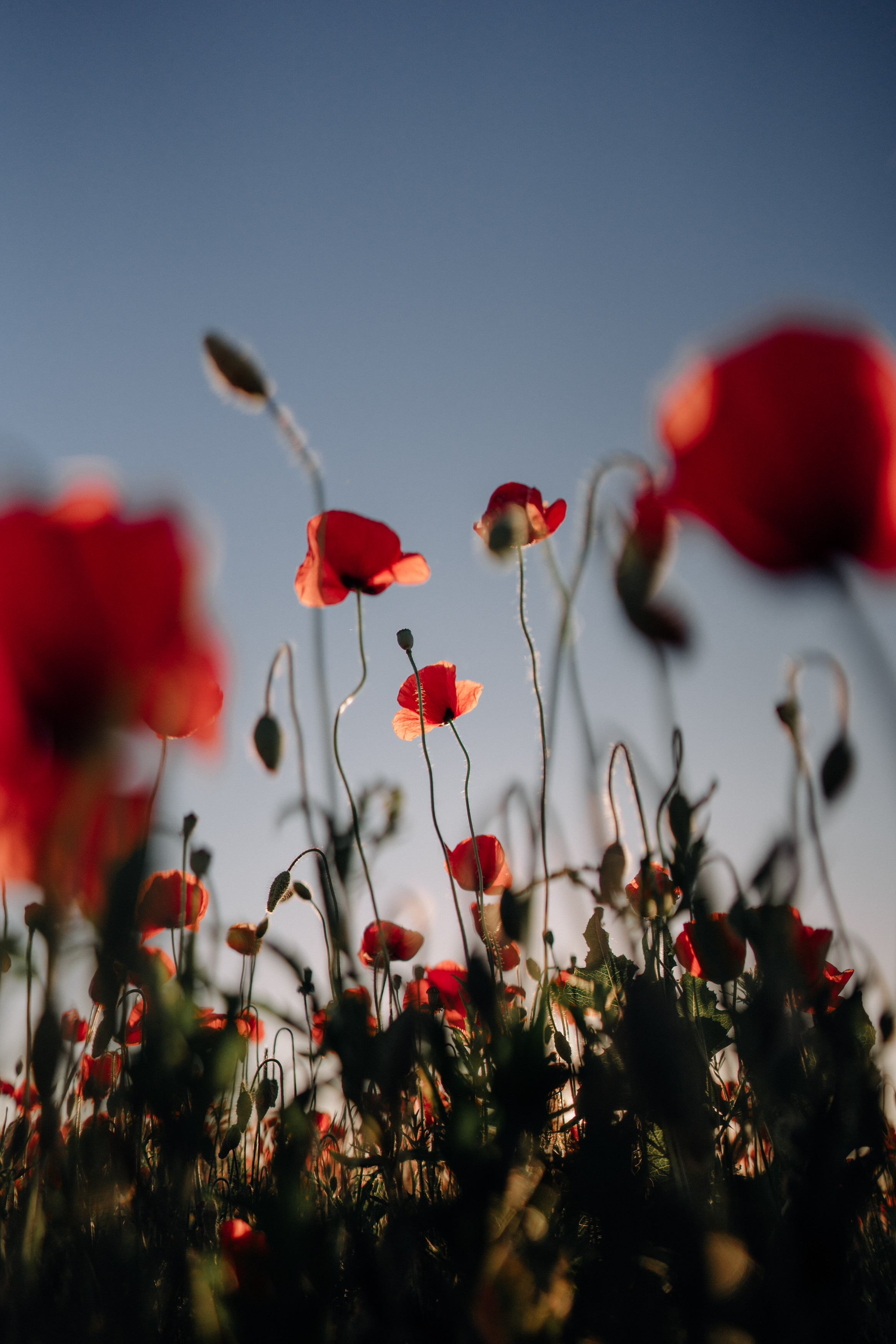 Nature. Фотограф в Праге Анна Лебедева