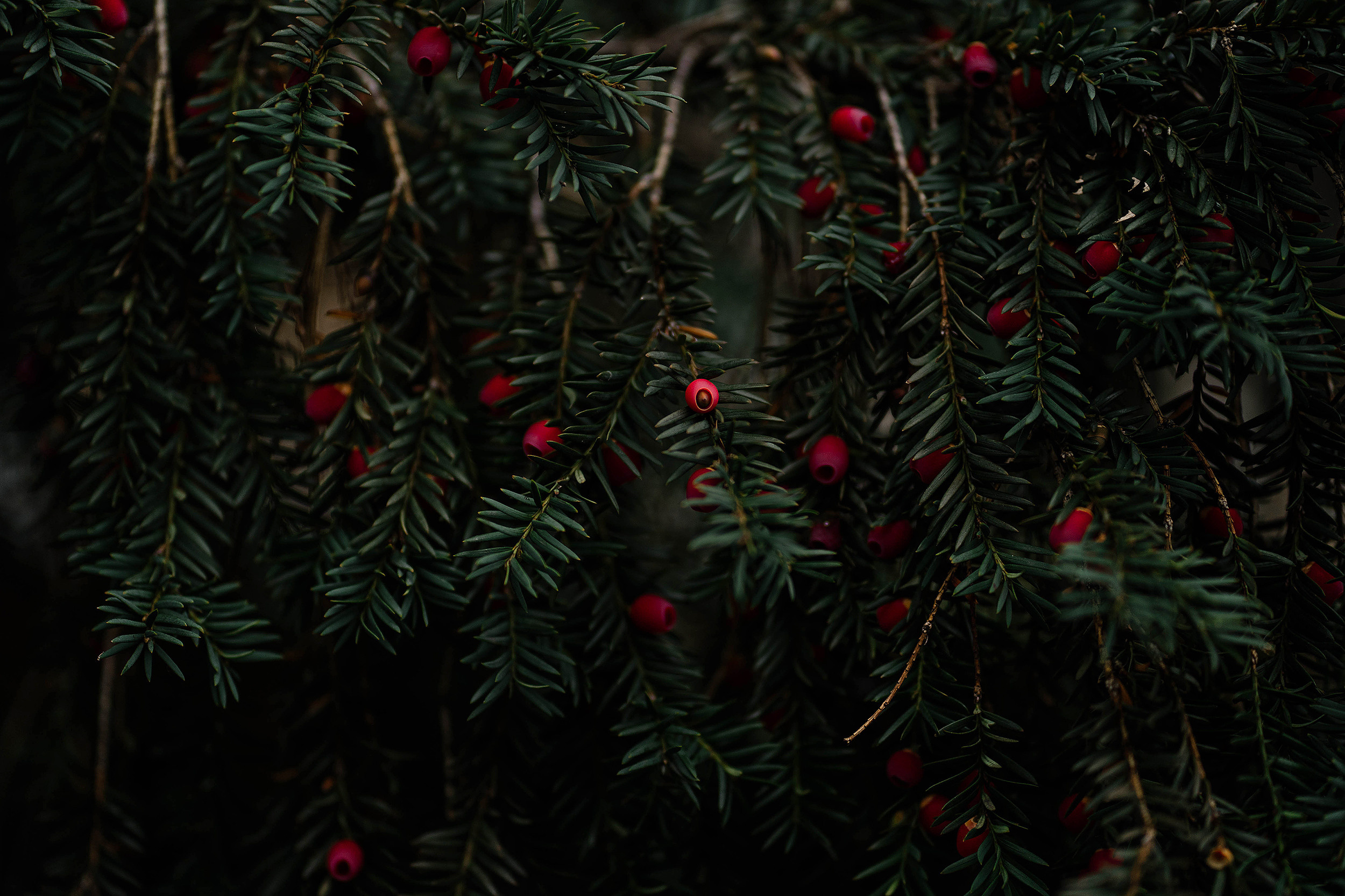 Nature. Фотограф в Праге Анна Лебедева