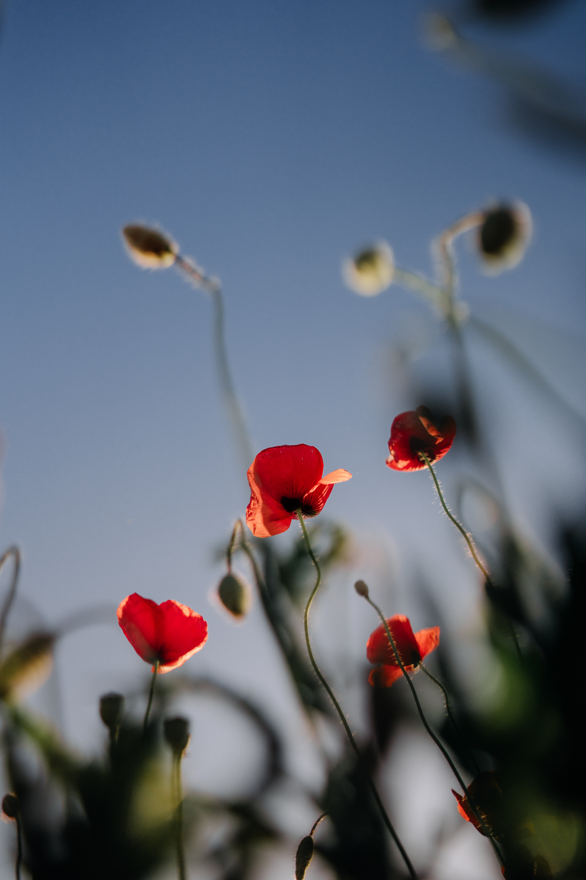 Nature. Фотограф в Праге Анна Лебедева