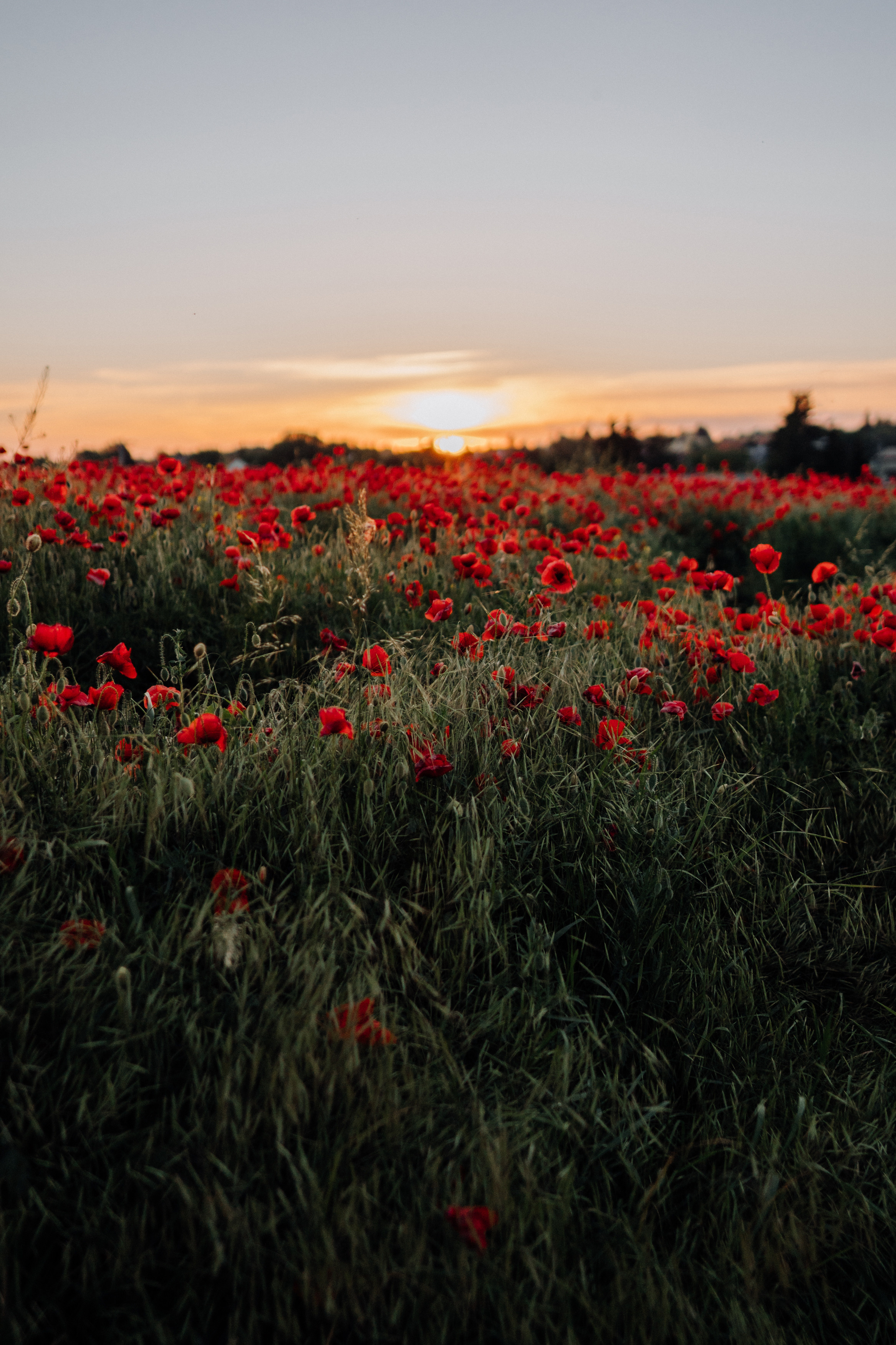 Nature. Фотограф в Праге Анна Лебедева