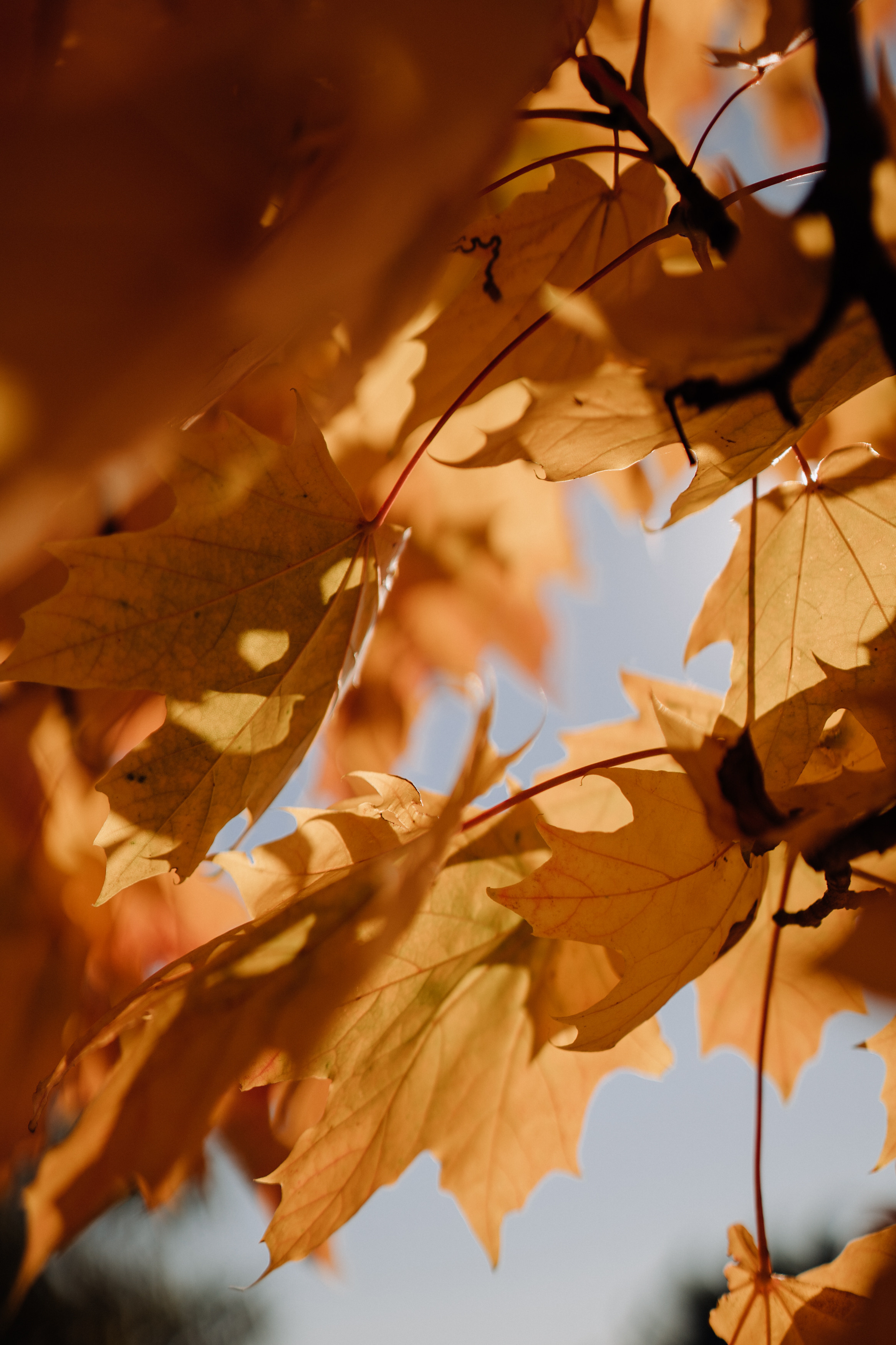 Nature. Фотограф в Праге Анна Лебедева