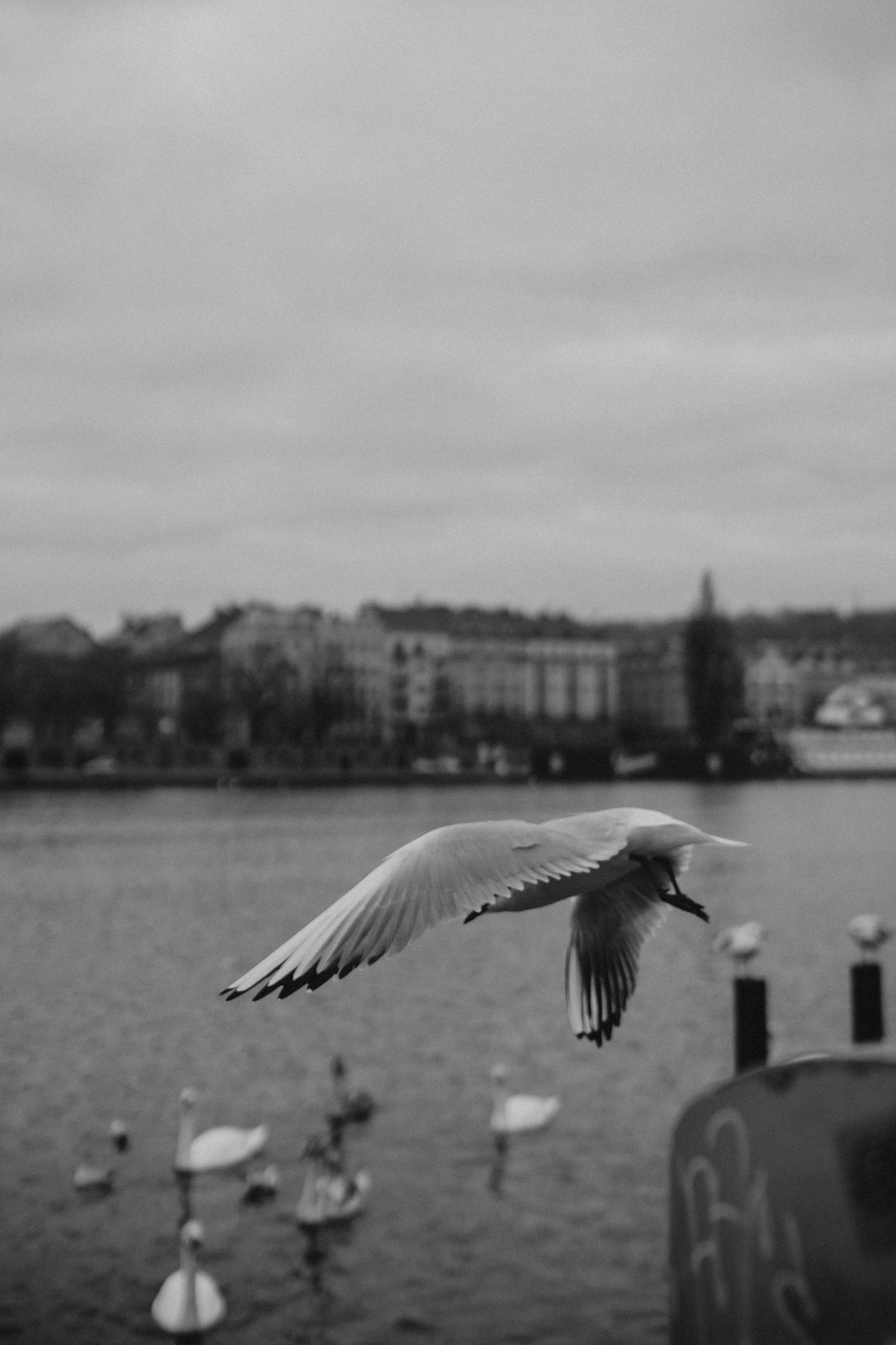 River, coat and birds. Фотограф в Праге Анна Лебедева