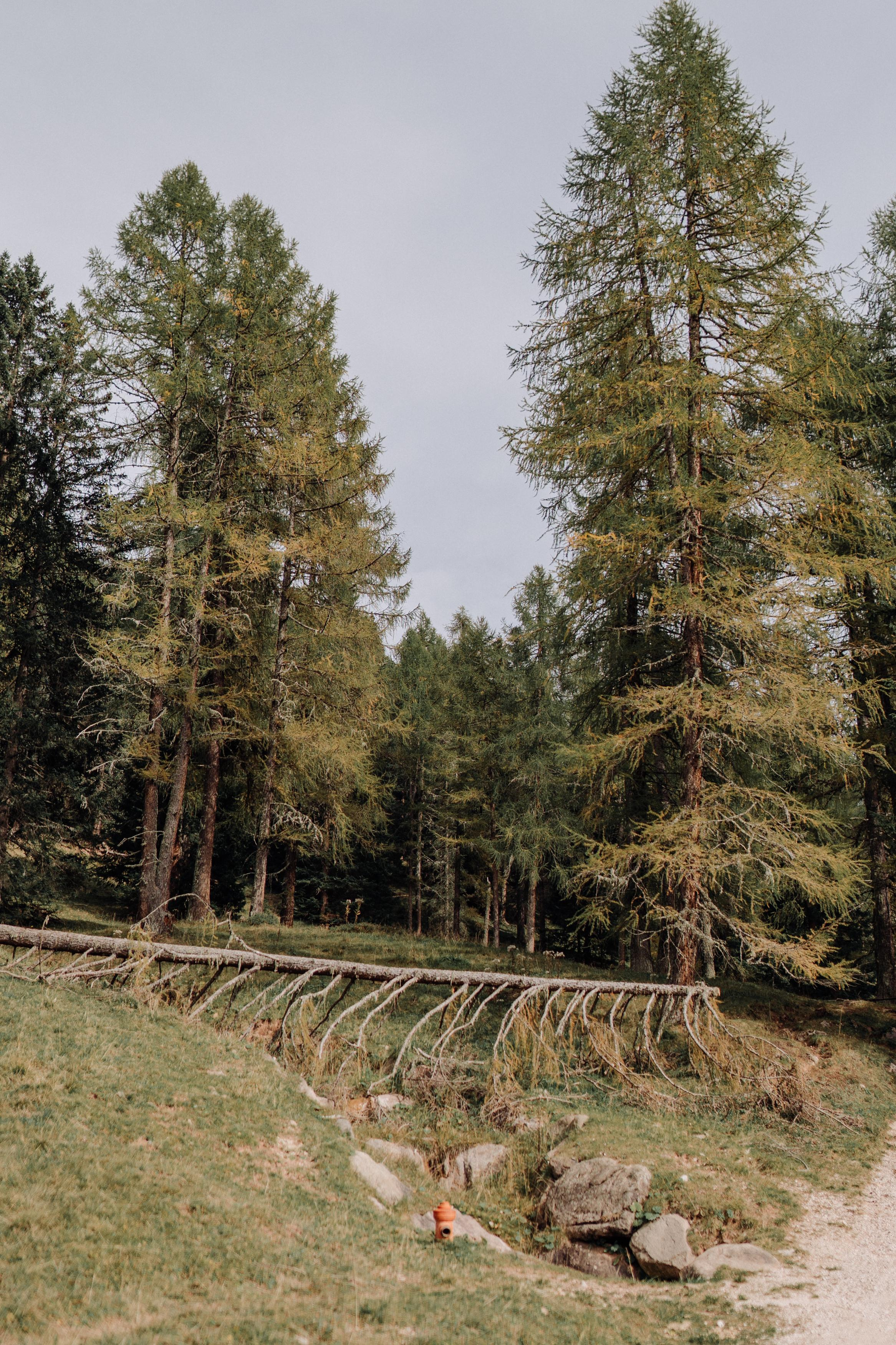 Nature. Фотограф в Праге Анна Лебедева