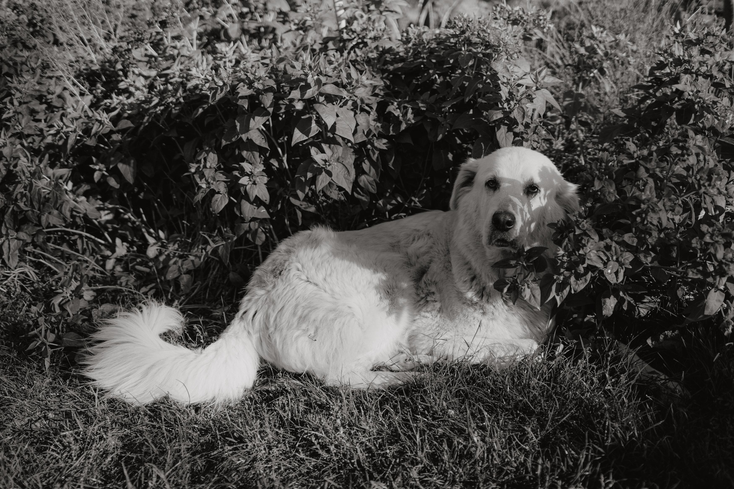 Monterenzio. Country life. Фотограф в Праге Анна Лебедева