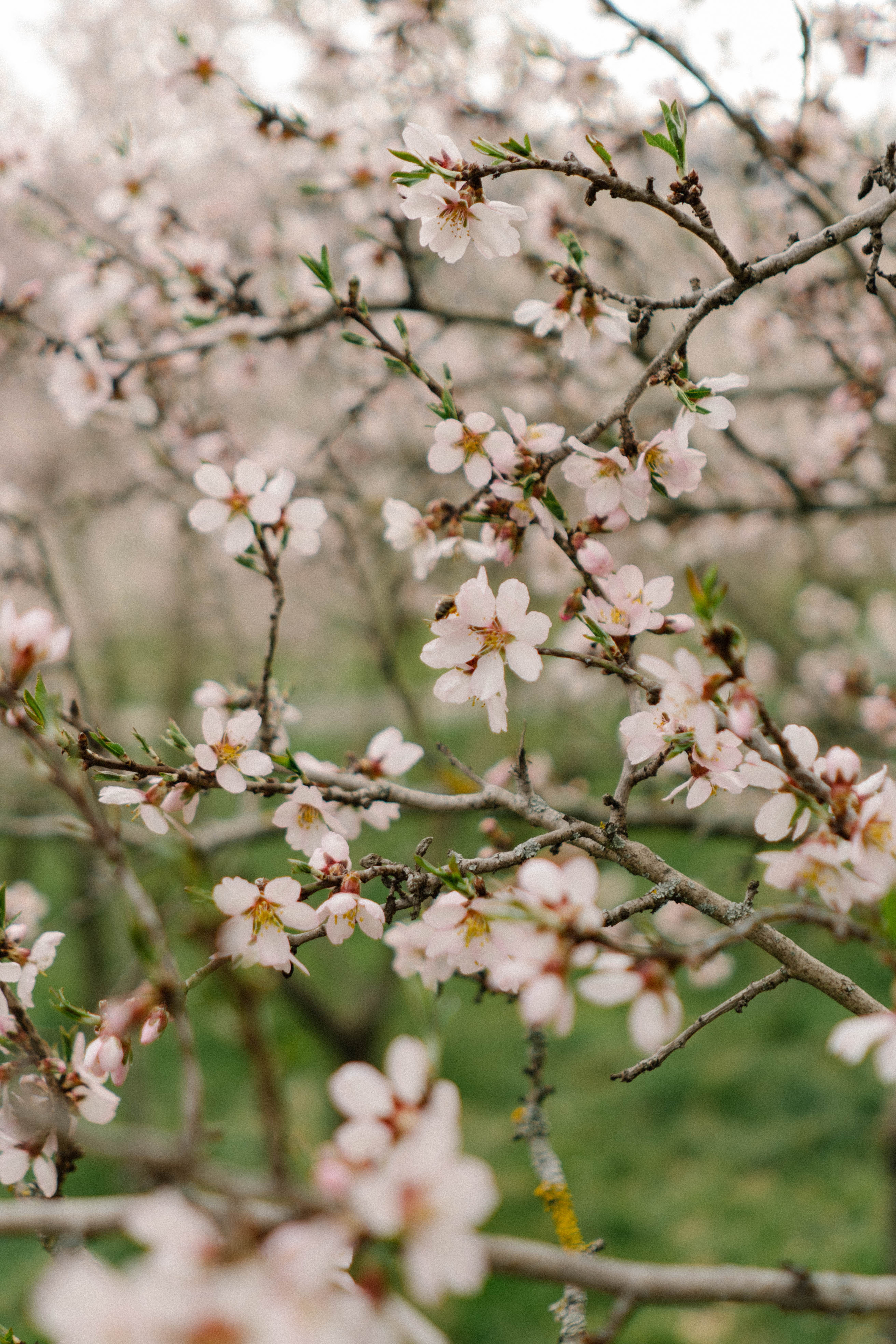 Nature. Фотограф в Праге Анна Лебедева