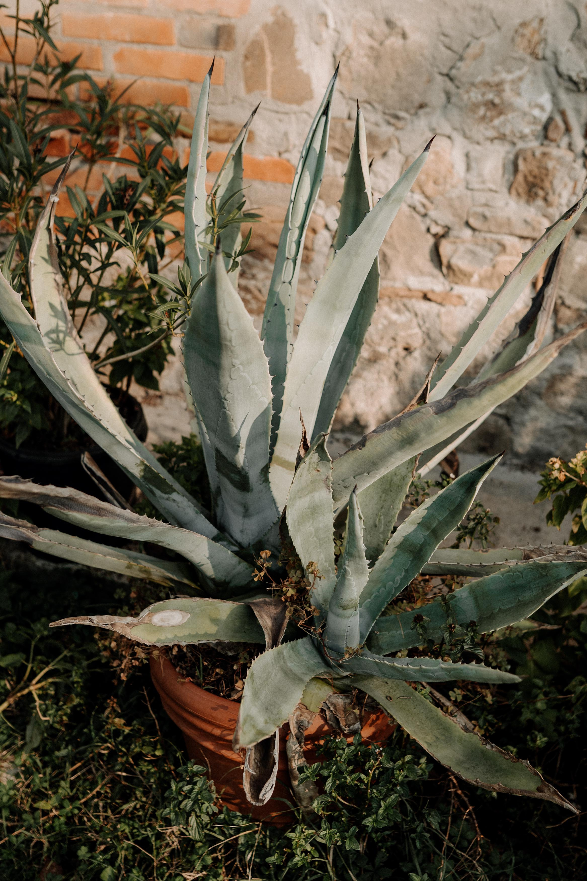 Monterenzio. Country life. Фотограф в Праге Анна Лебедева