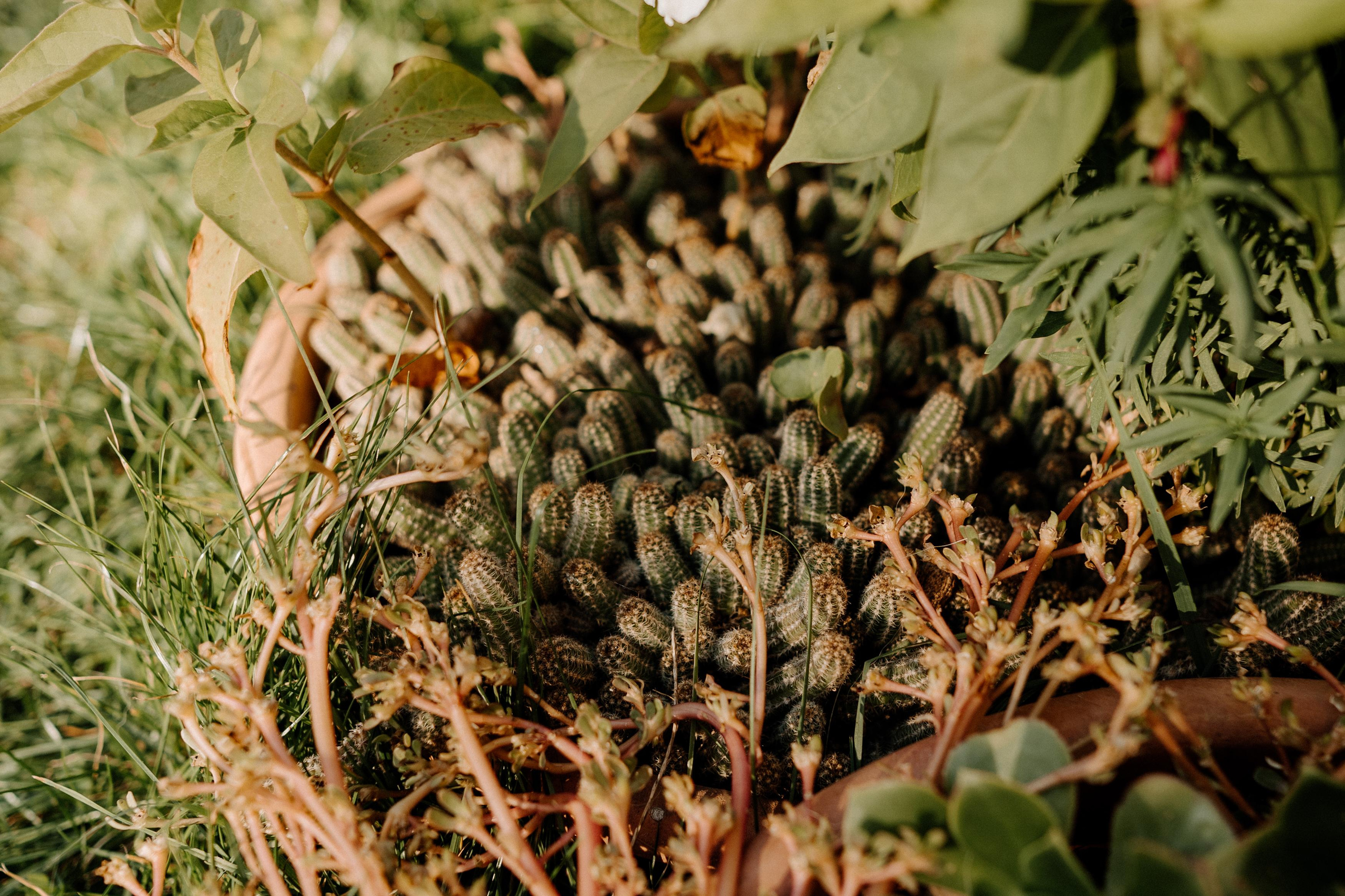 Monterenzio. Country life. Фотограф в Праге Анна Лебедева