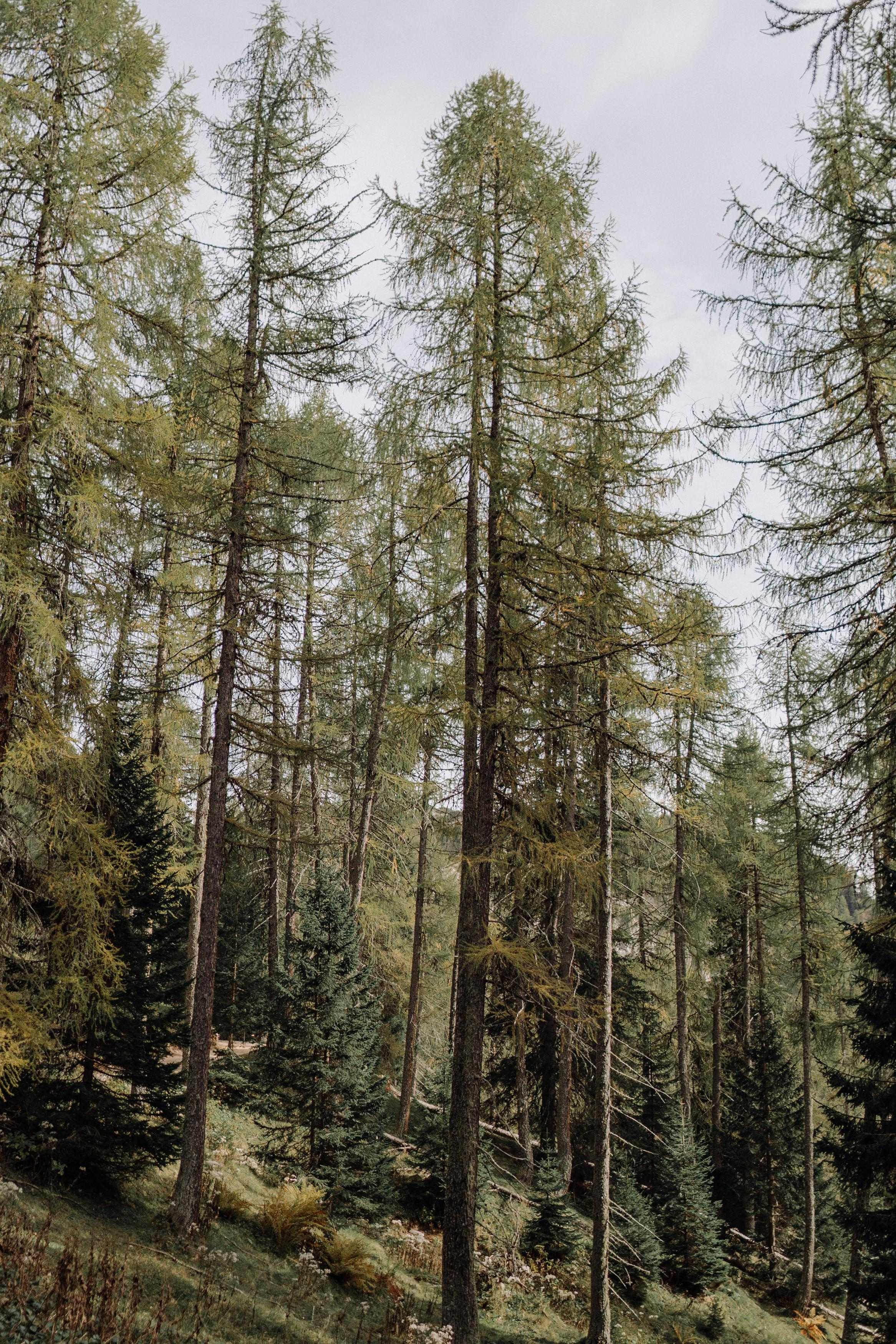 Nature. Фотограф в Праге Анна Лебедева