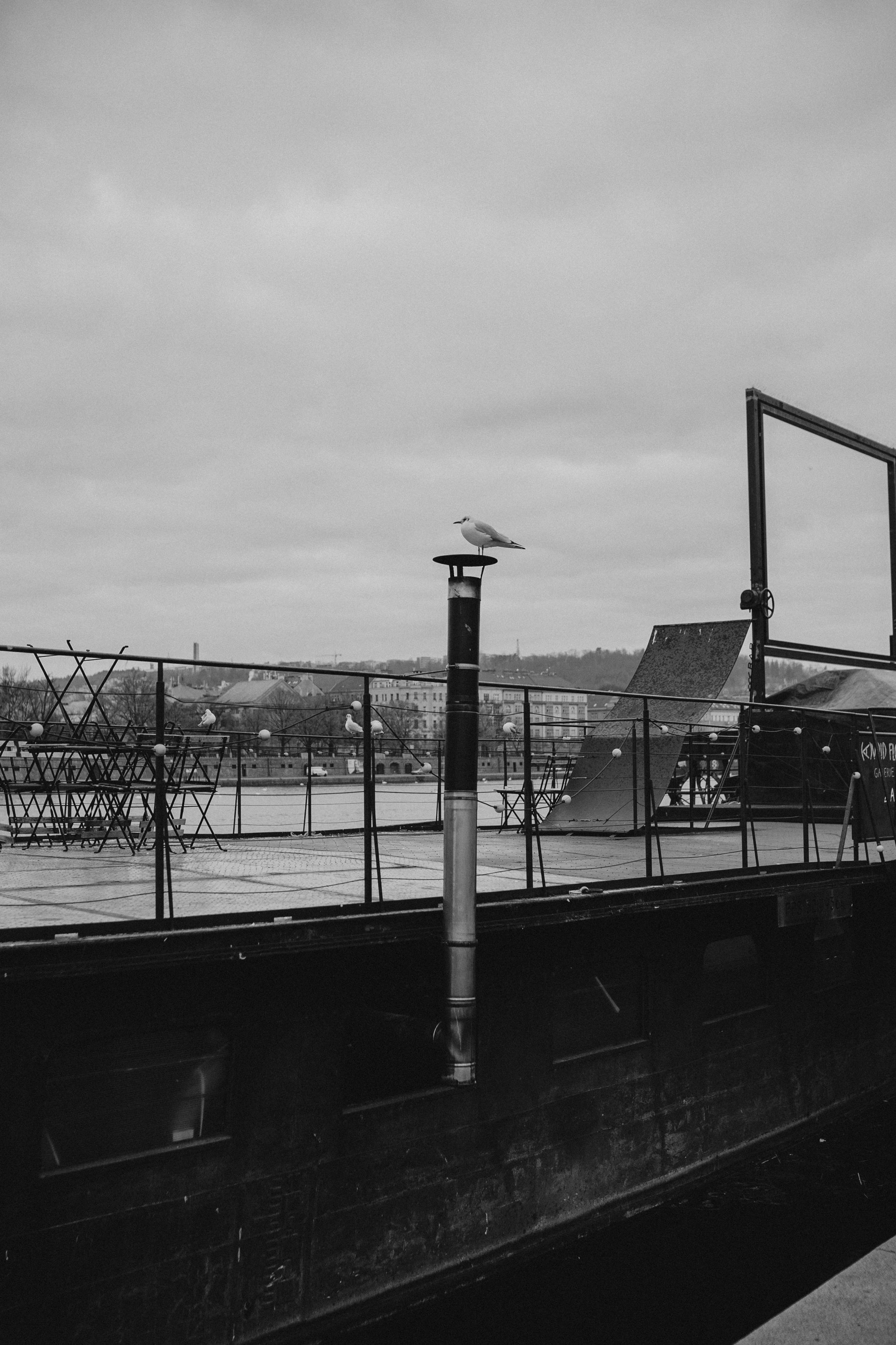 River, coat and birds. Фотограф в Праге Анна Лебедева