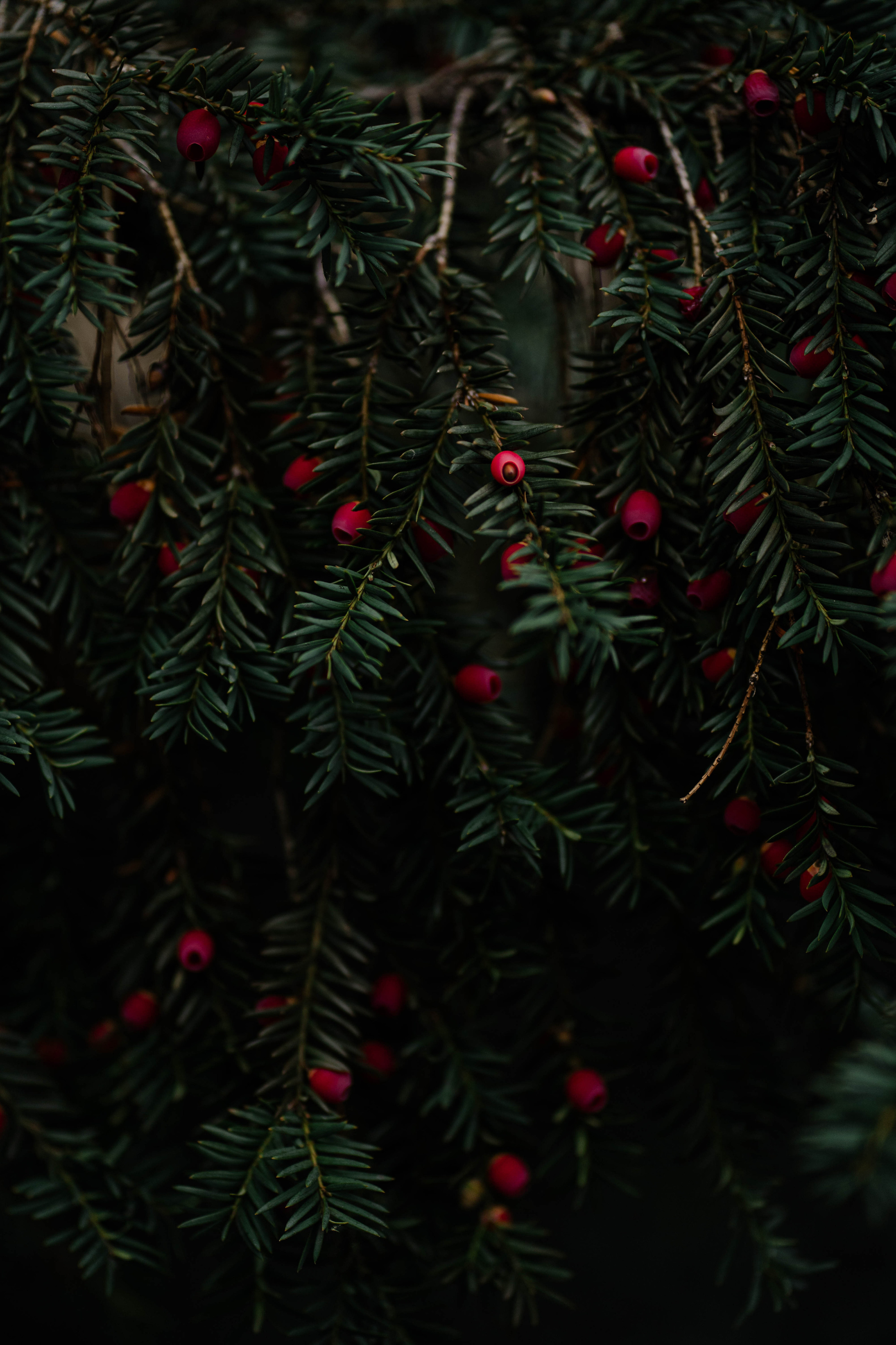 Nature. Фотограф в Праге Анна Лебедева