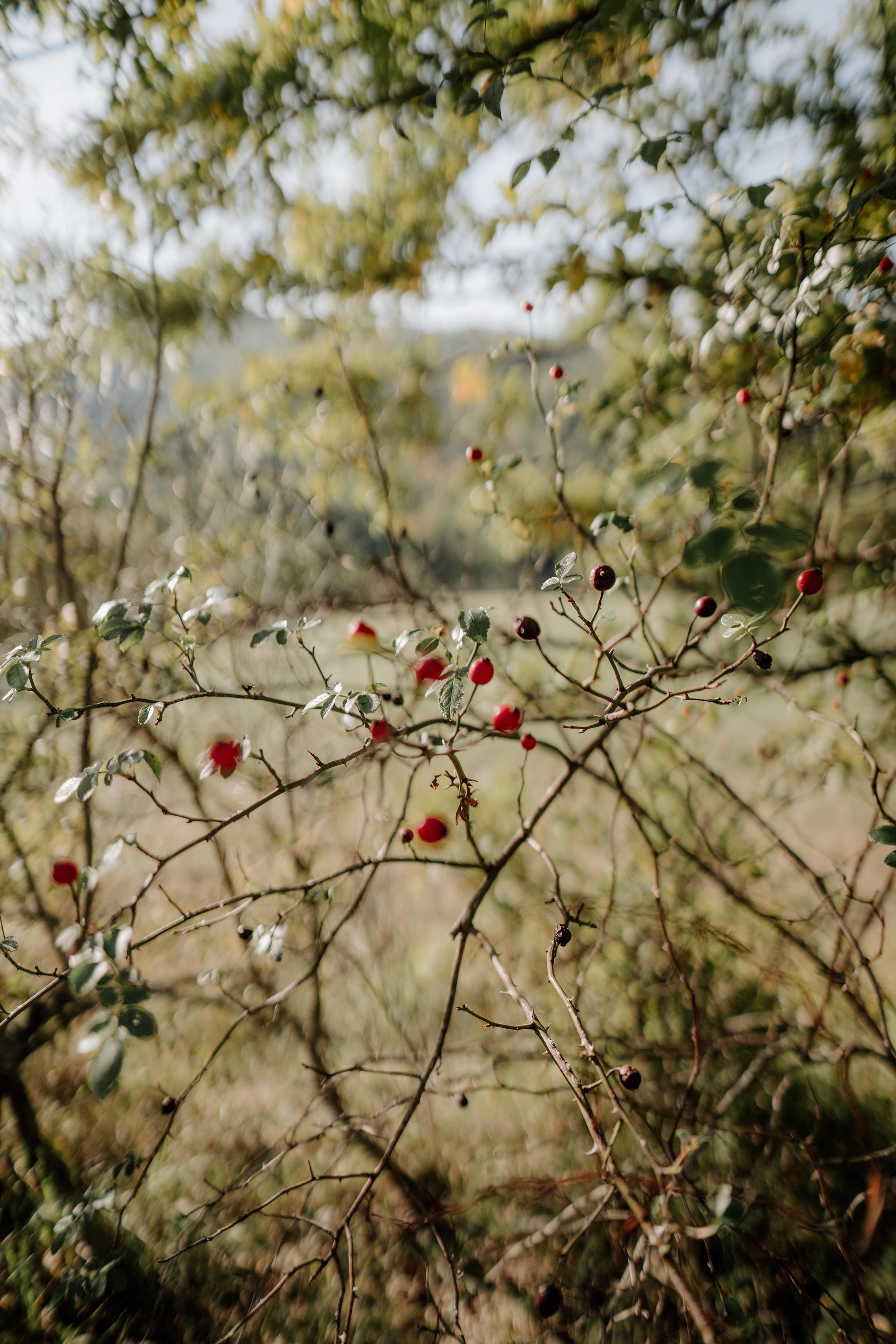 Monterenzio. Country life. Фотограф в Праге Анна Лебедева