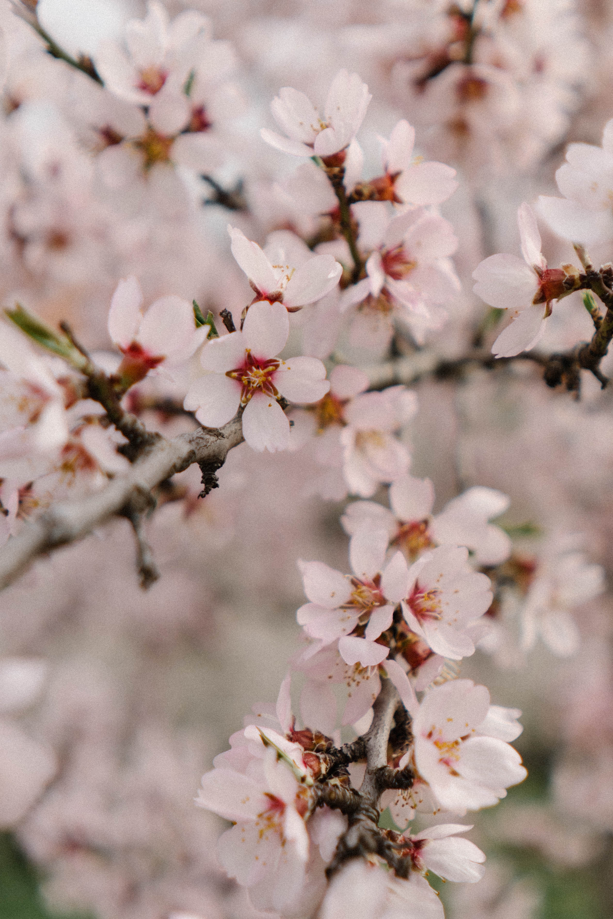 Nature. Фотограф в Праге Анна Лебедева