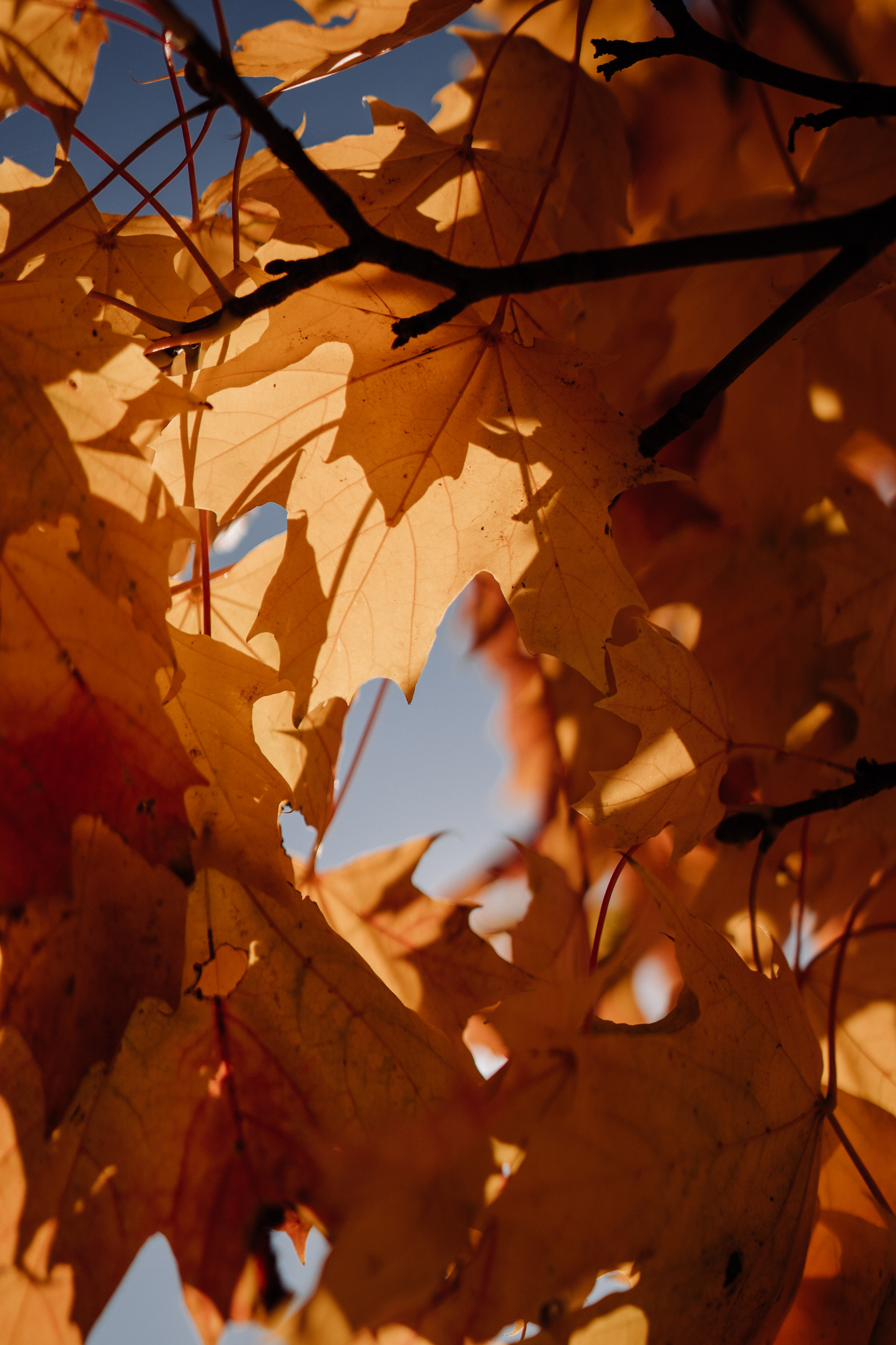 Nature. Фотограф в Праге Анна Лебедева
