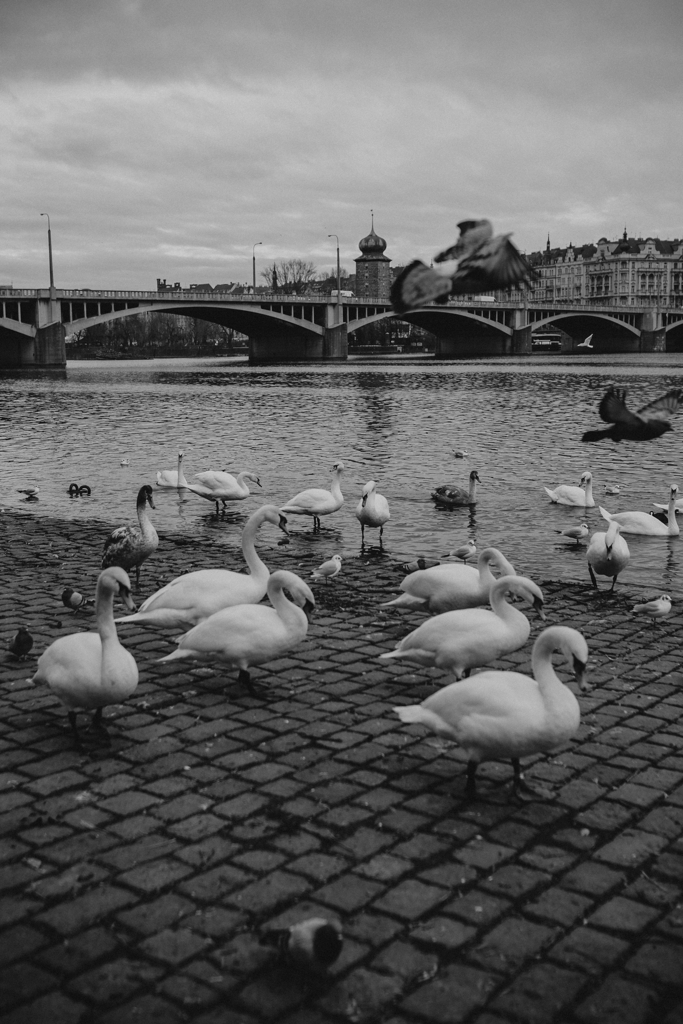 River, coat and birds. Фотограф в Праге Анна Лебедева