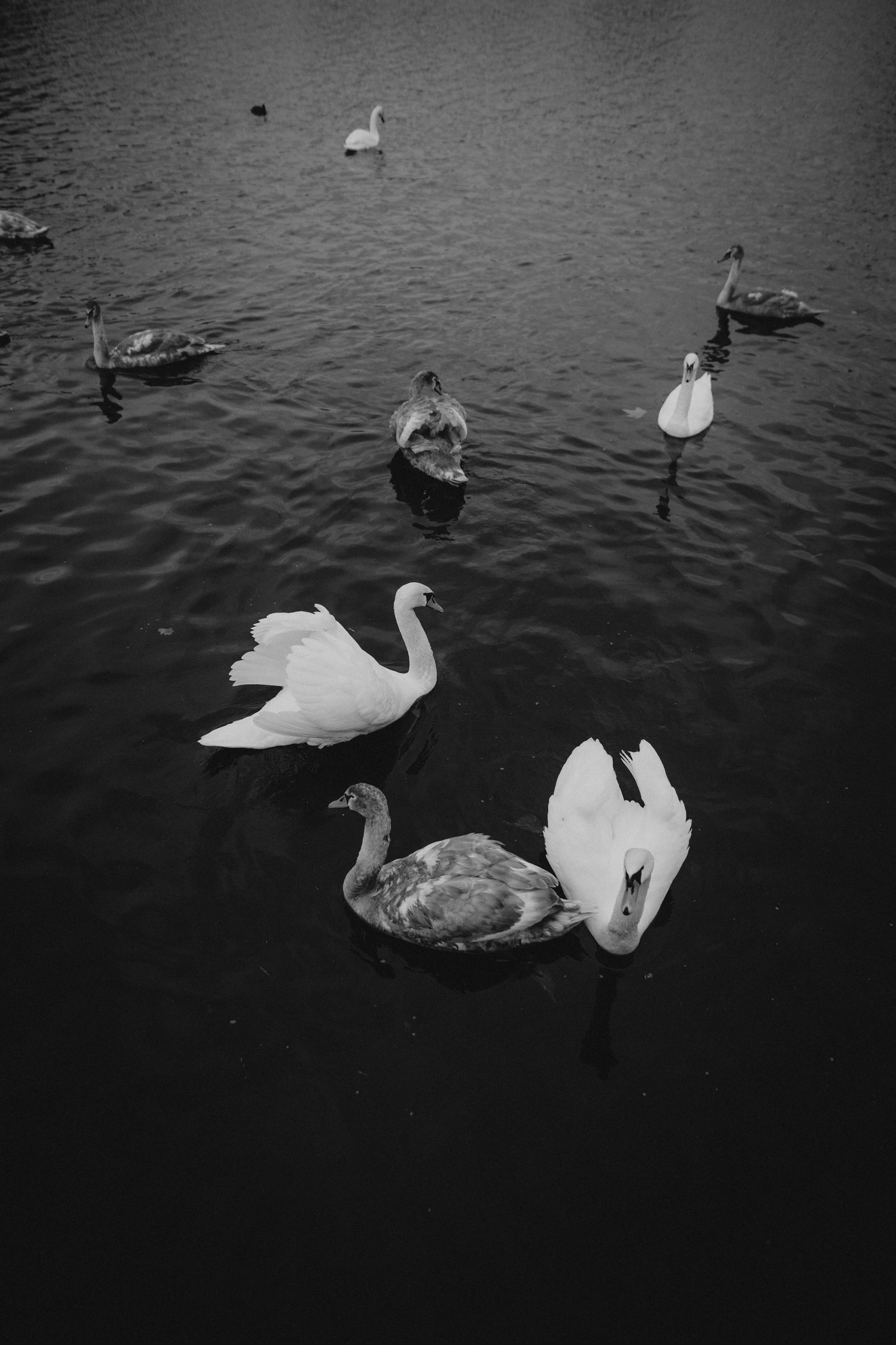 River, coat and birds. Фотограф в Праге Анна Лебедева