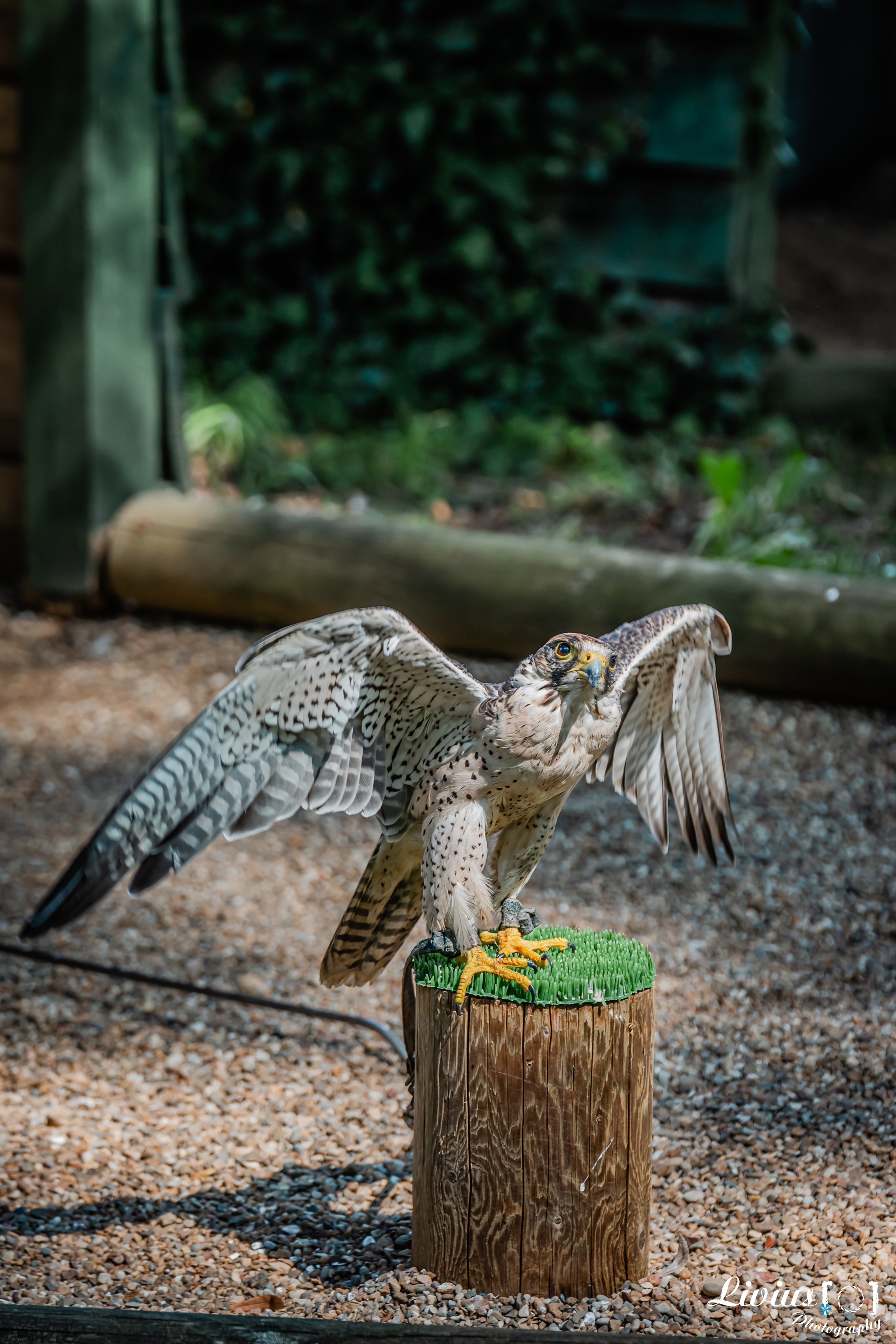 Wildpark Tambach. FOTO KREATIV