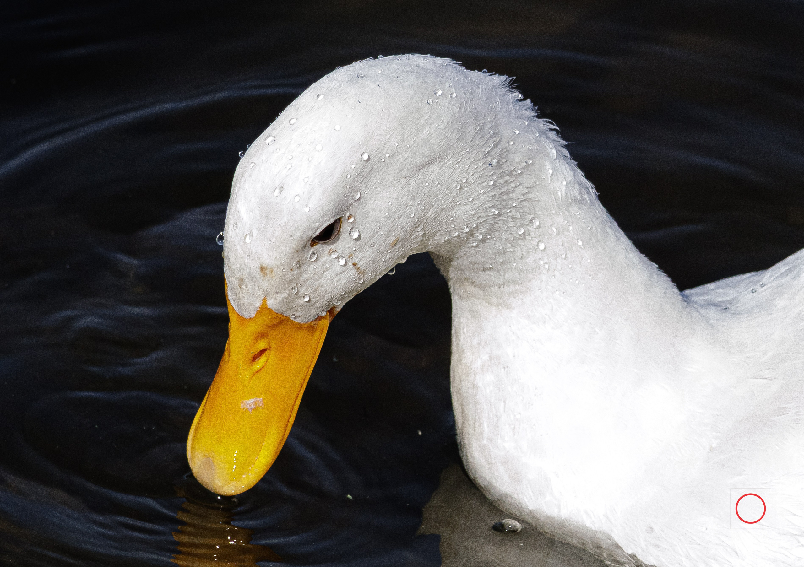 ბუნება. FramefreeMan