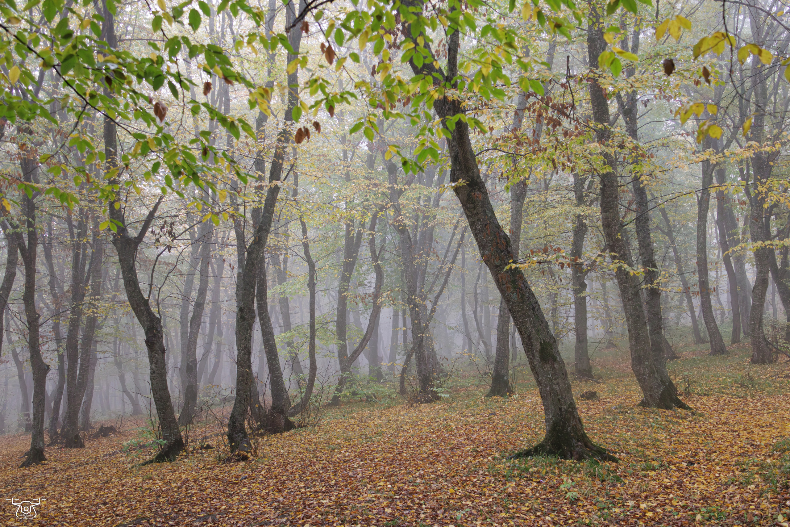 კოჯრის ტყის ნისლები. FramefreeMan