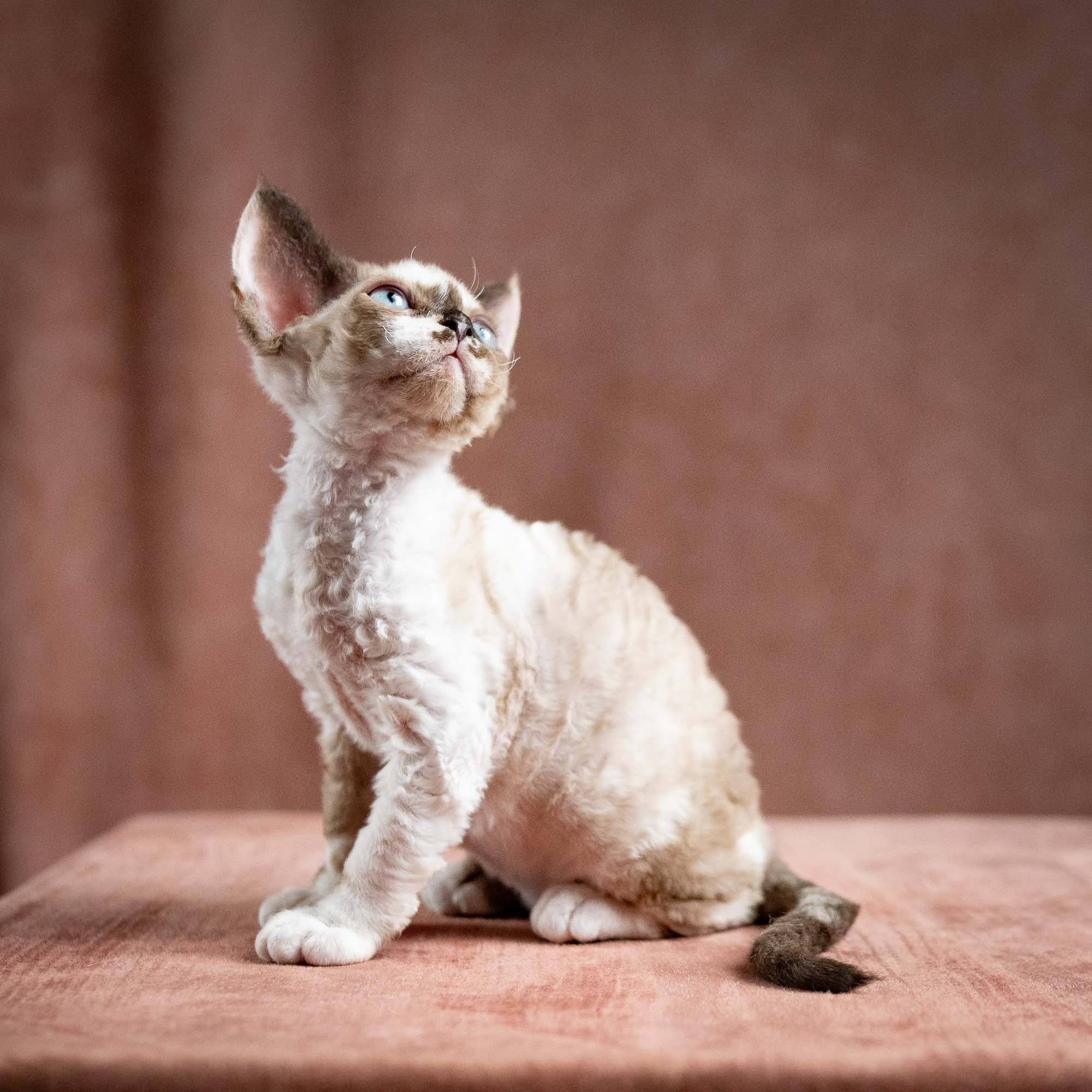 Thalia, girl, born 01.17.26. Devon Rex Pixie Cattery