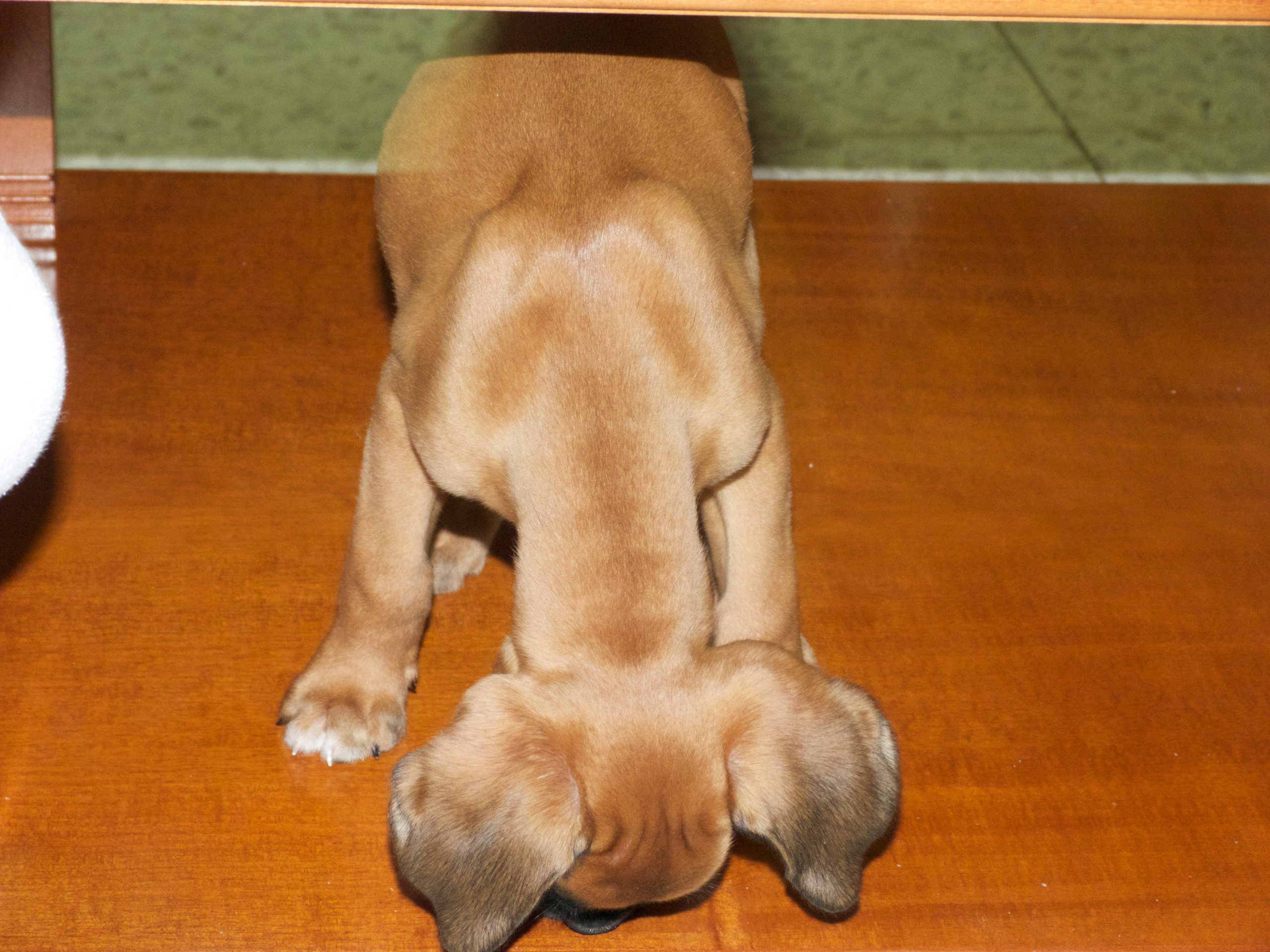 My ״Star״ Boxer Dog