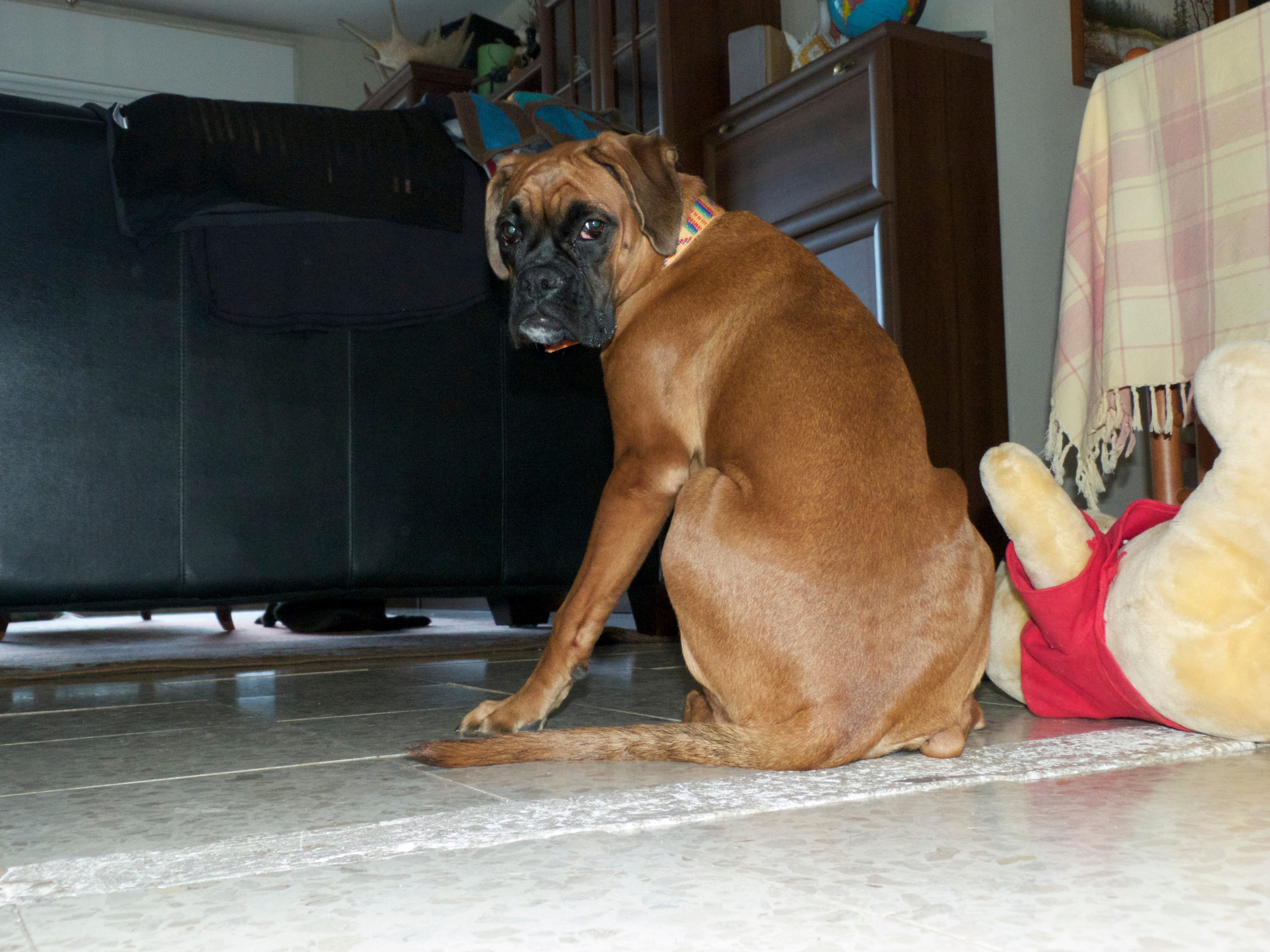 My ״Star״ Boxer Dog