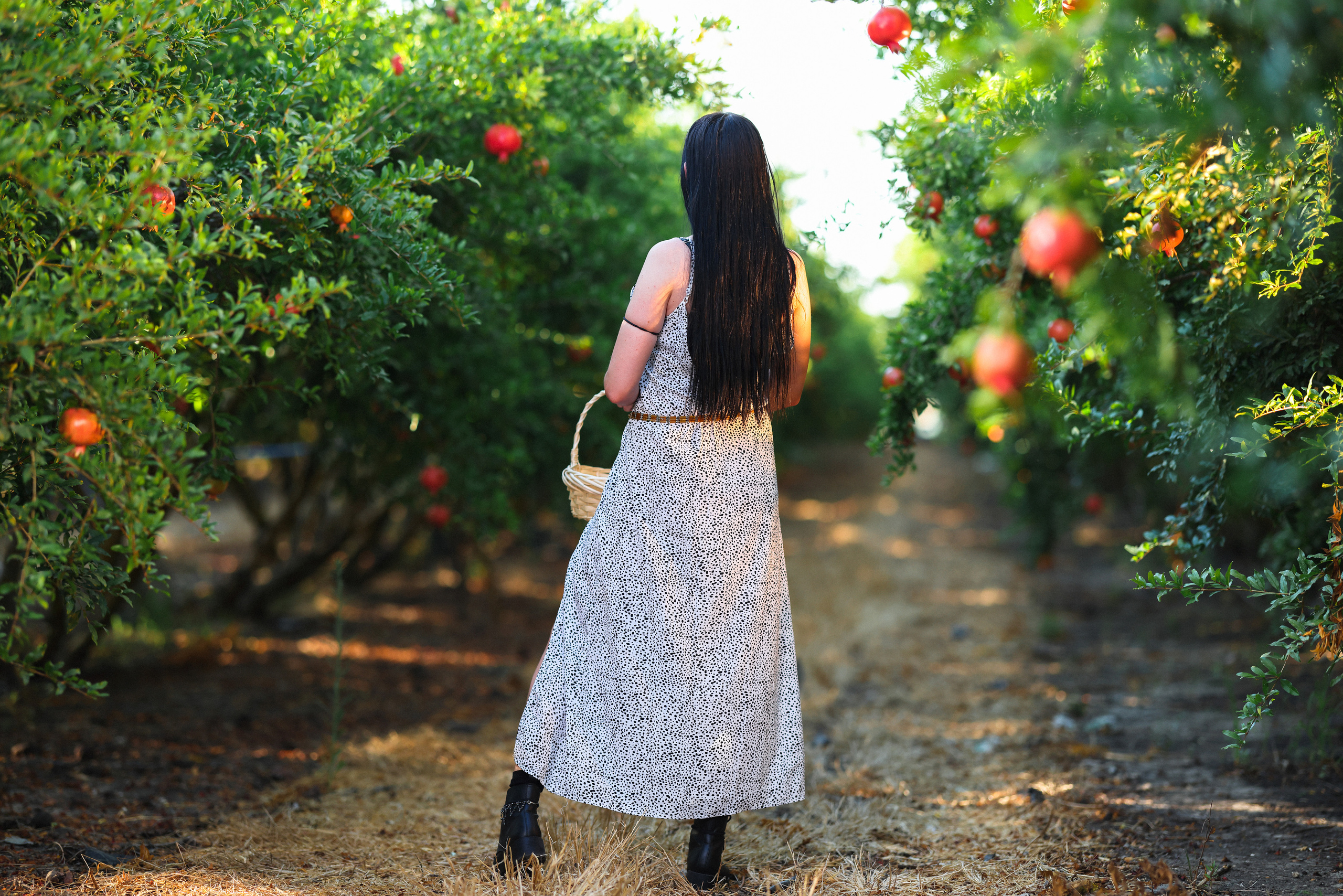 רימון. Time machine Studio