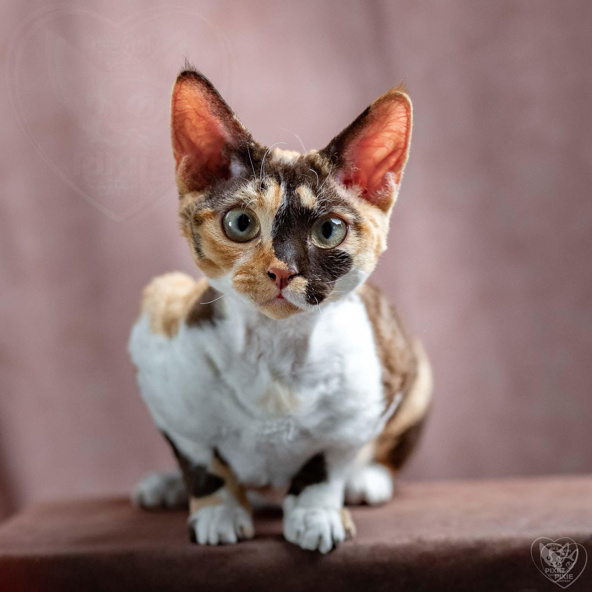 Dottie, girl, born on 06.06.24 NOT AVAILABLE. Devon Rex Pixie Cattery
