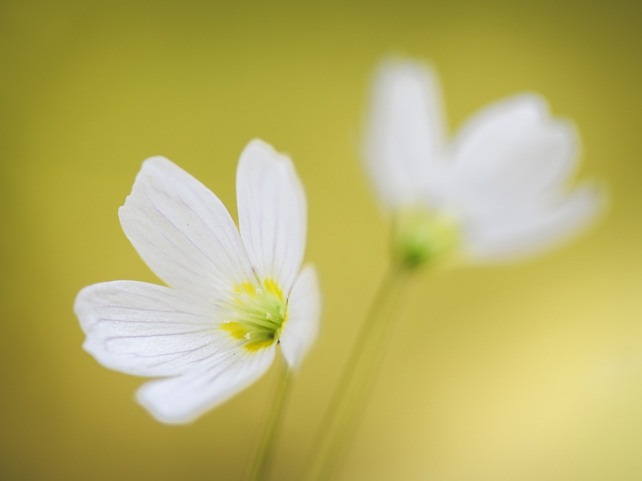 Intimate Landscapes. Nature Photographer and Videographer from Germany