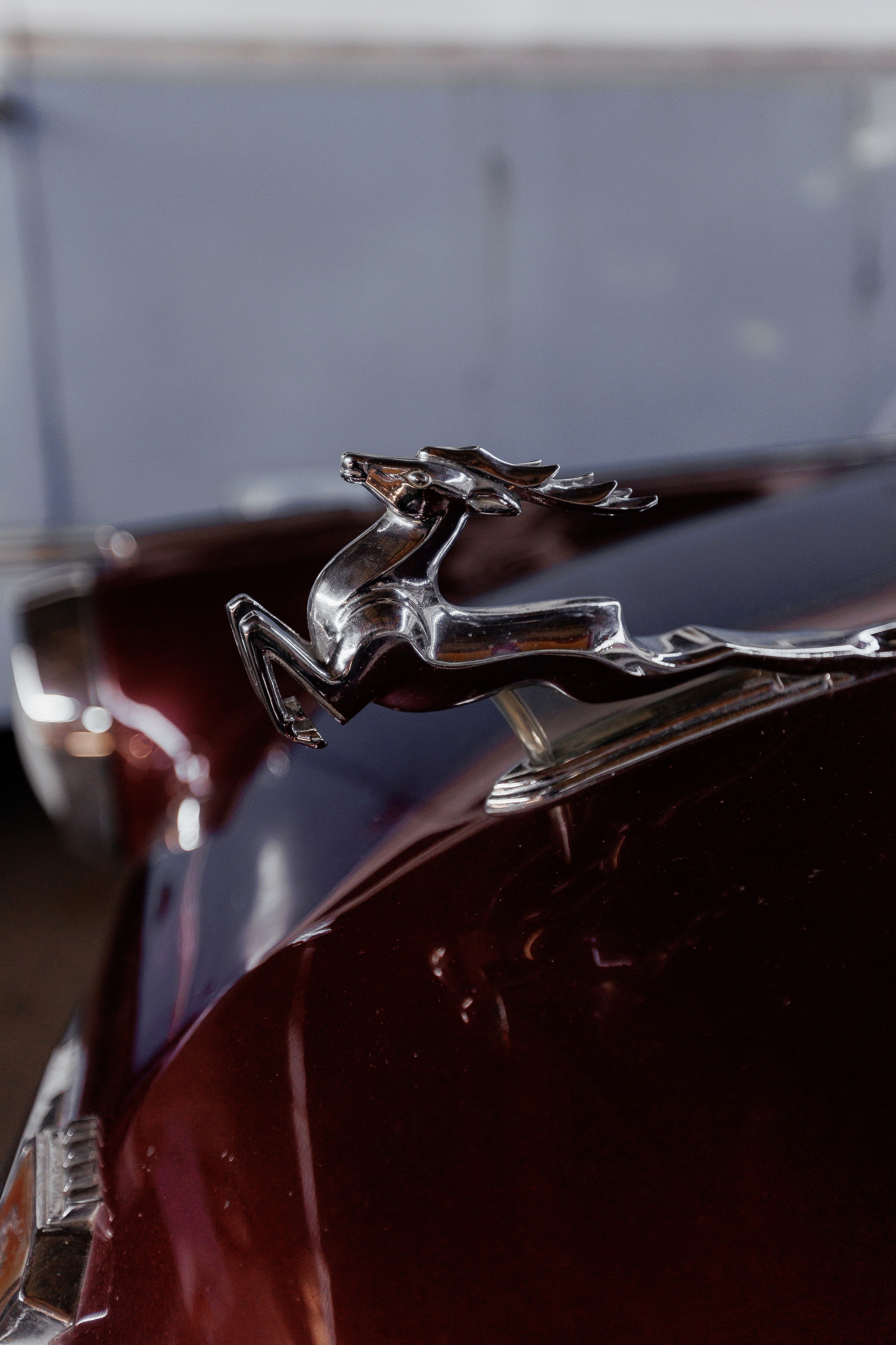 Екопарк Аміла. Ірина Терещук