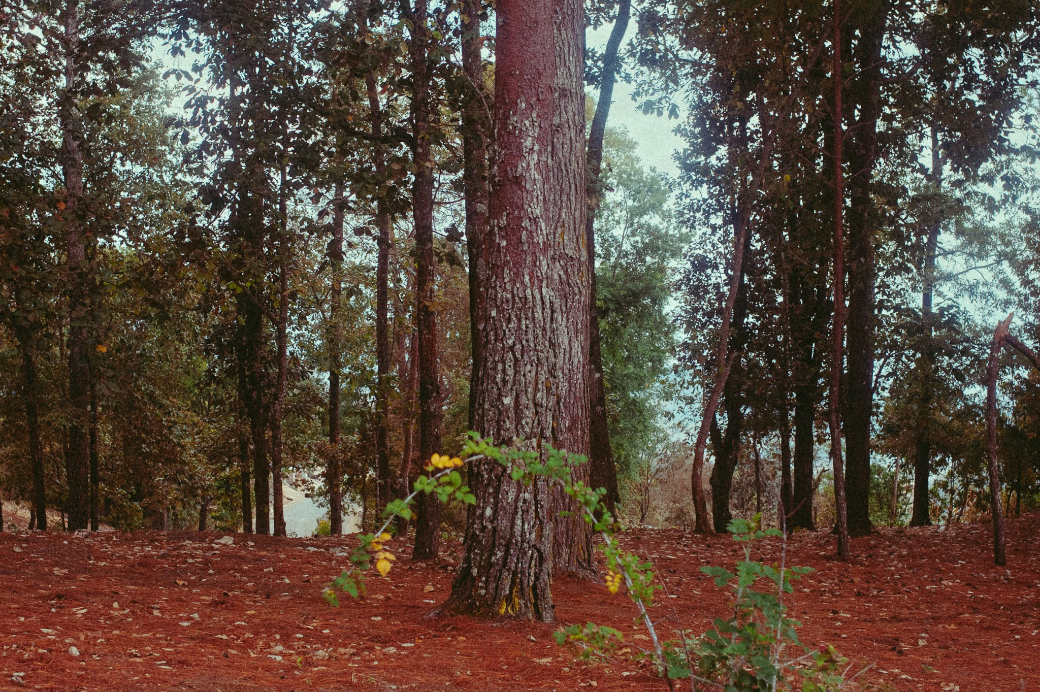 Bosques de San Cristóbal. 2025. Fotógrafo en Villahermosa | ERALPUCHE