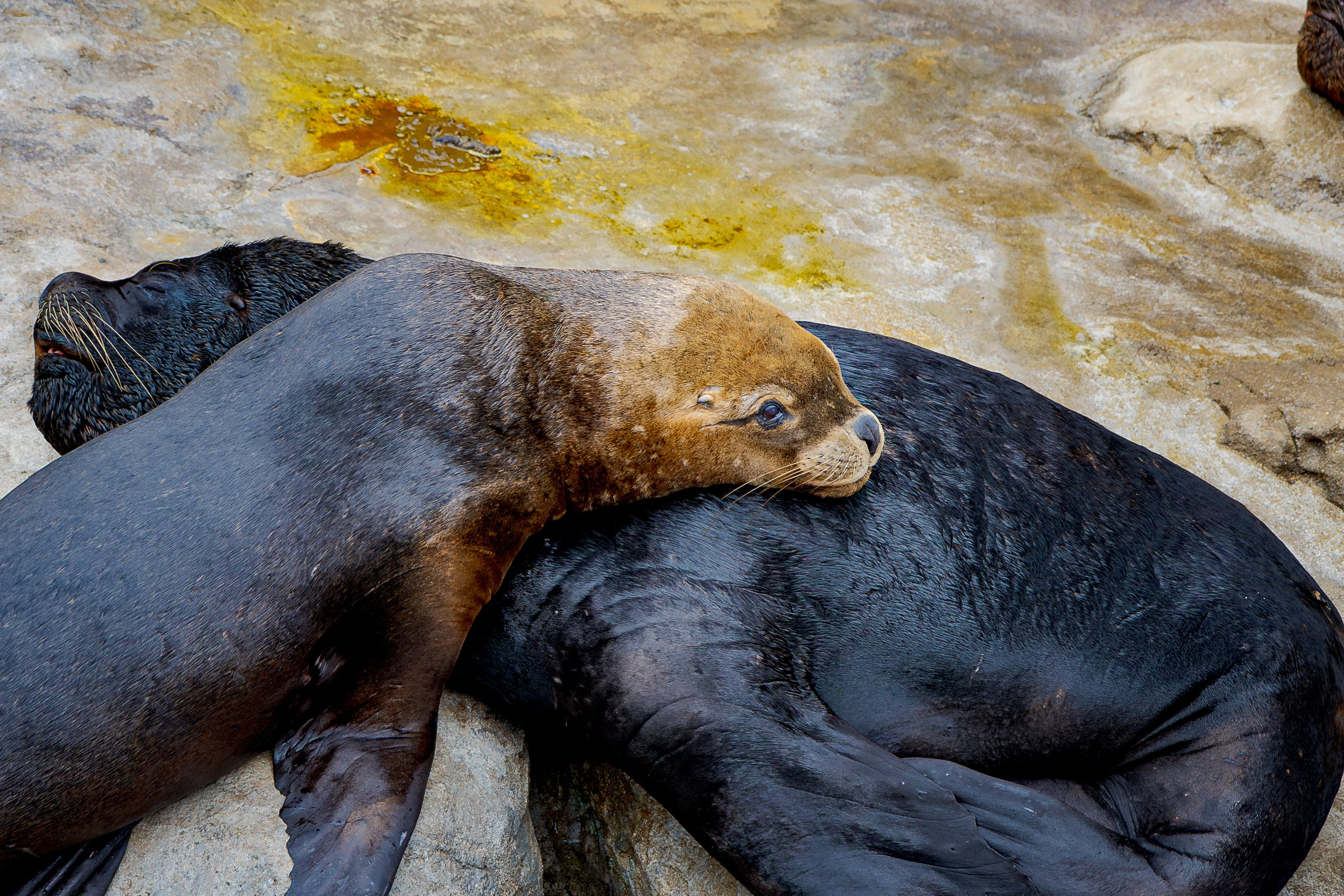 Африка вокруг нас